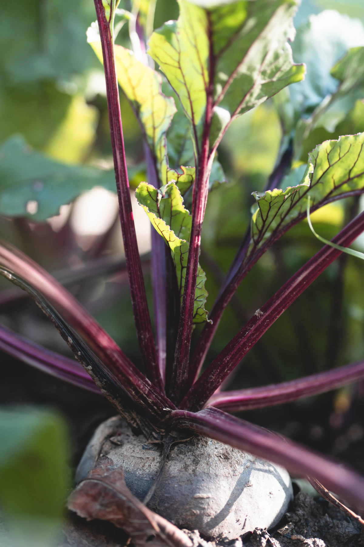 Plant showing green leaves and visible roots