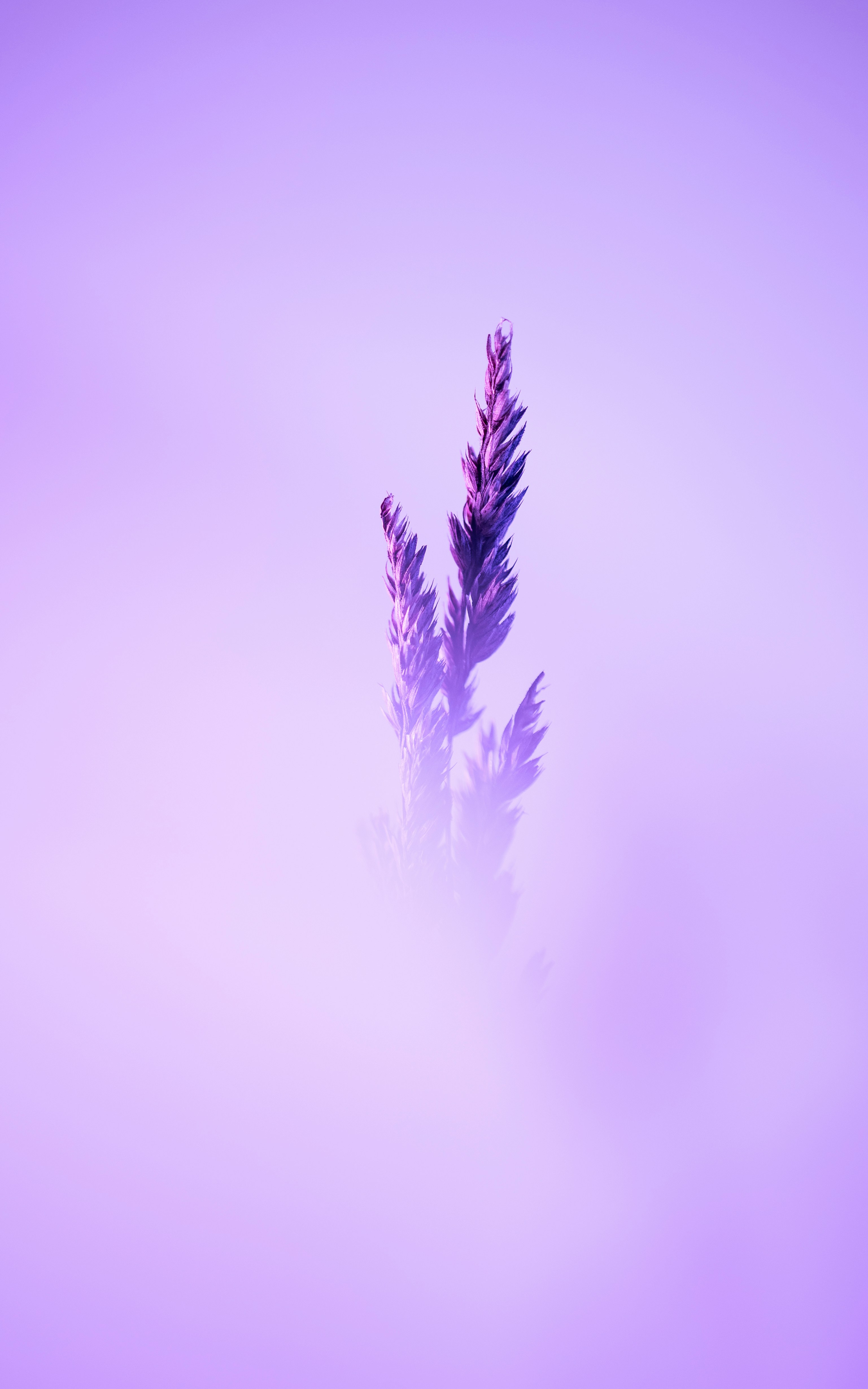 A single purple flower in the middle of a foggy day