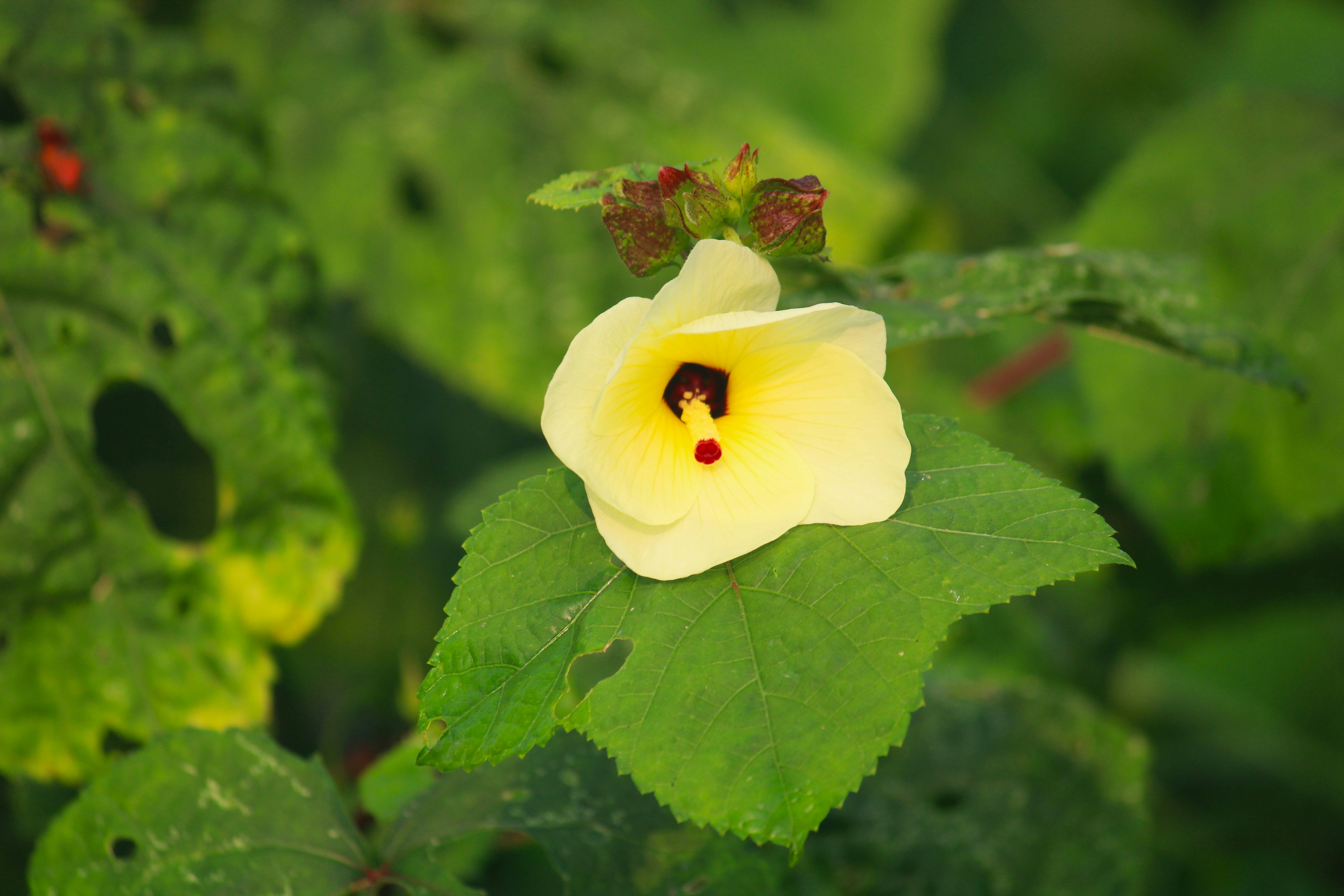 Photo by manoj_poosam