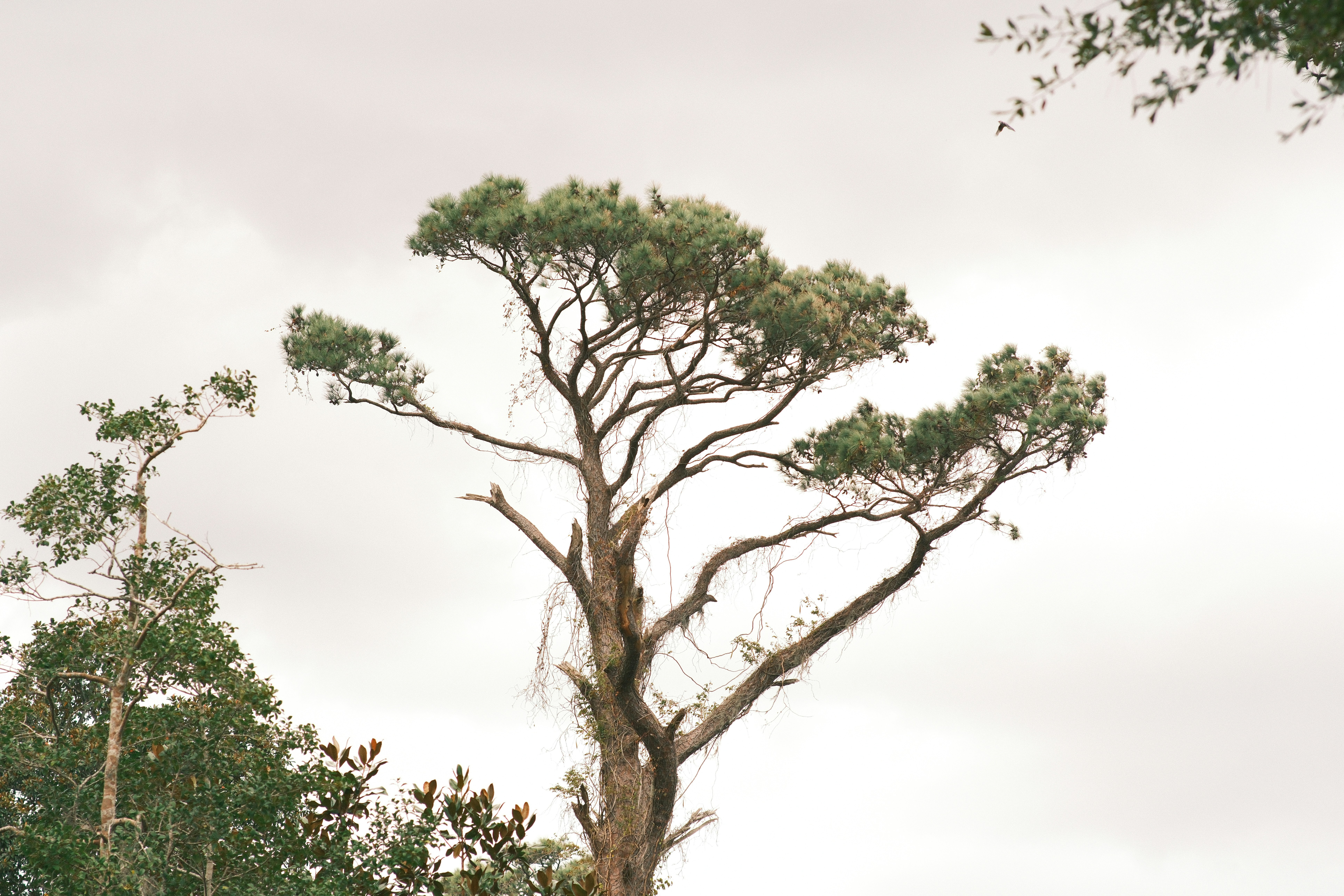 A giraffe standing next to a tall tree