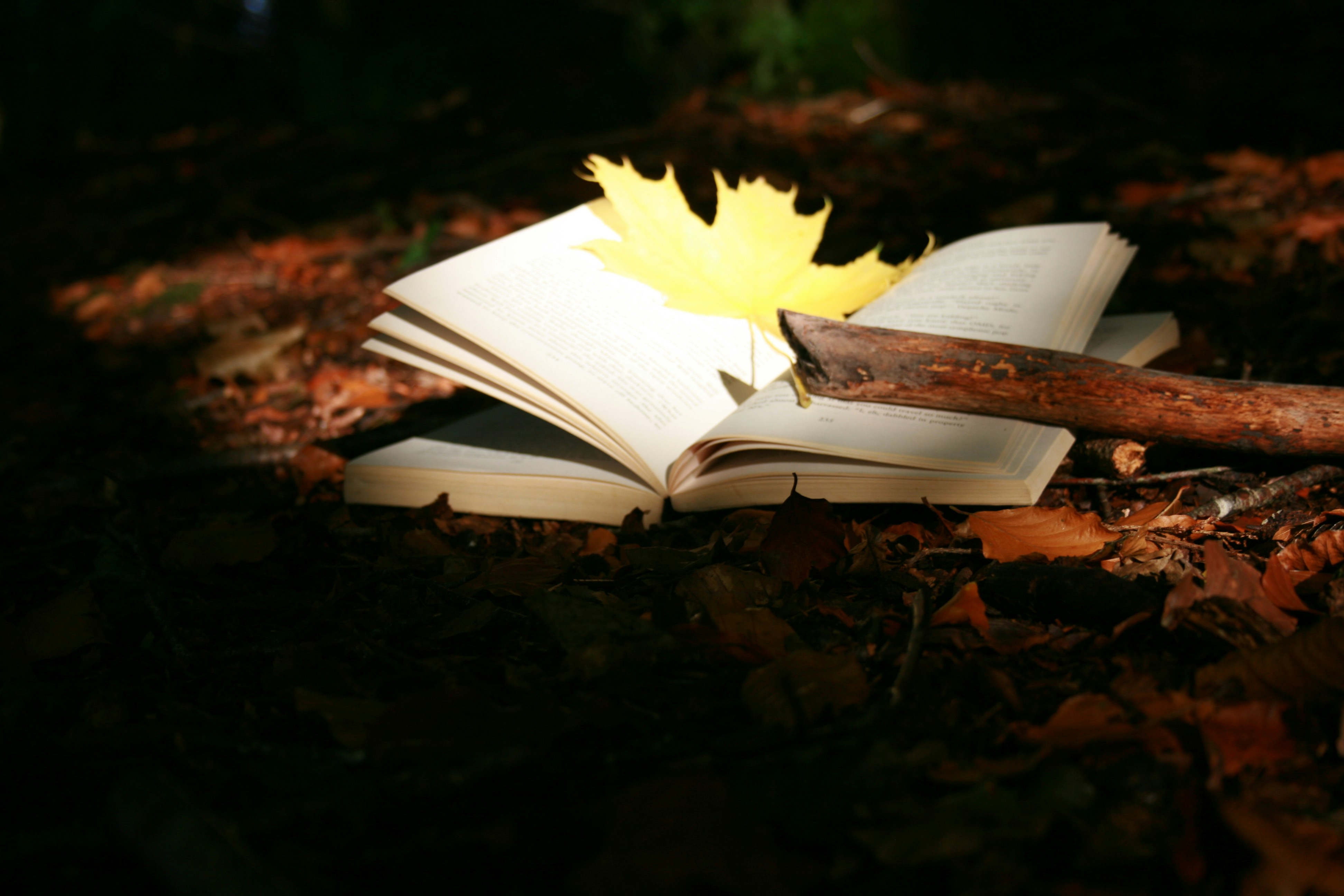 Imágenes de Libro De Otoño | Descarga imágenes gratuitas en Unsplash, image size:3000x2000