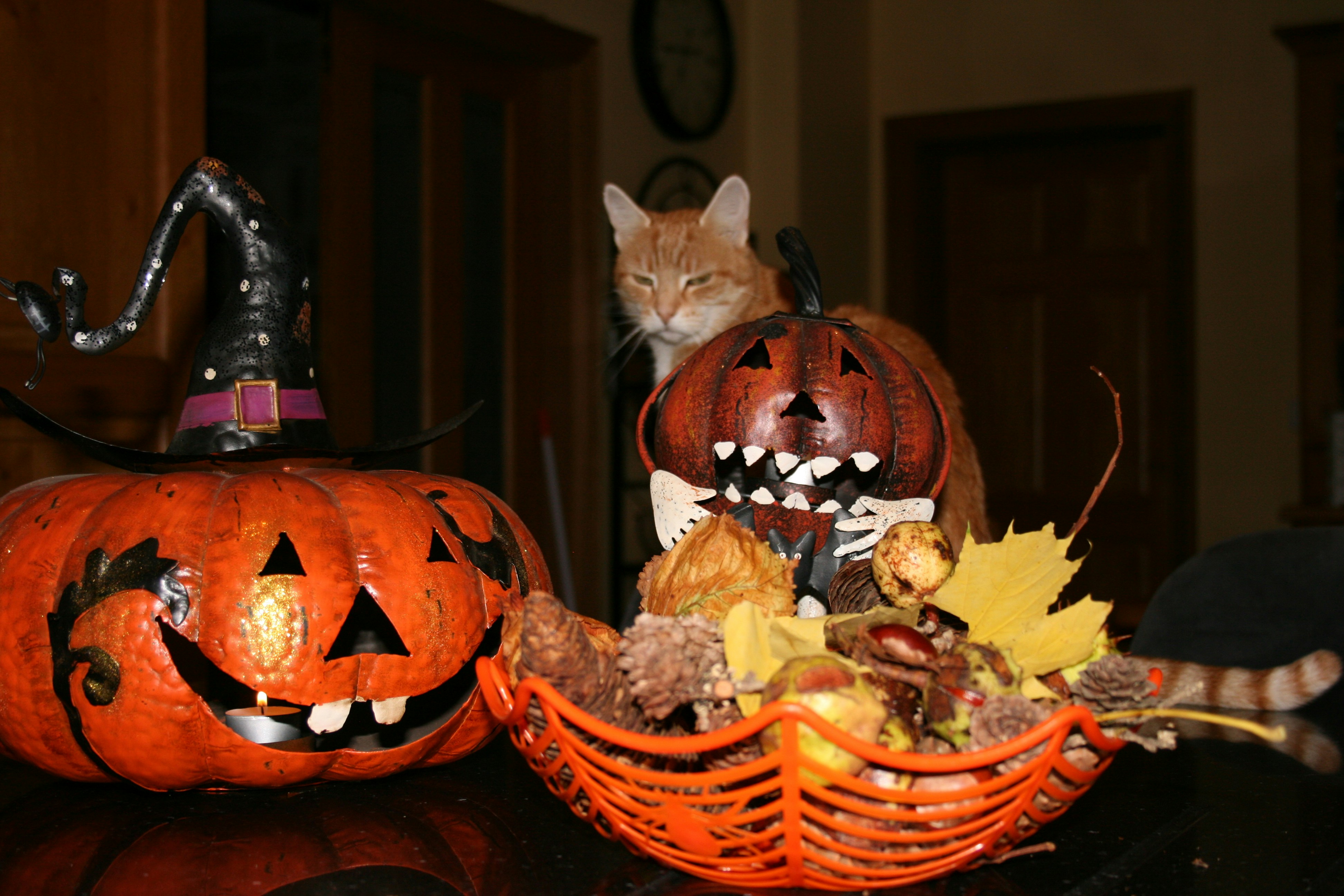 A table topped with two pumpkins and a cat