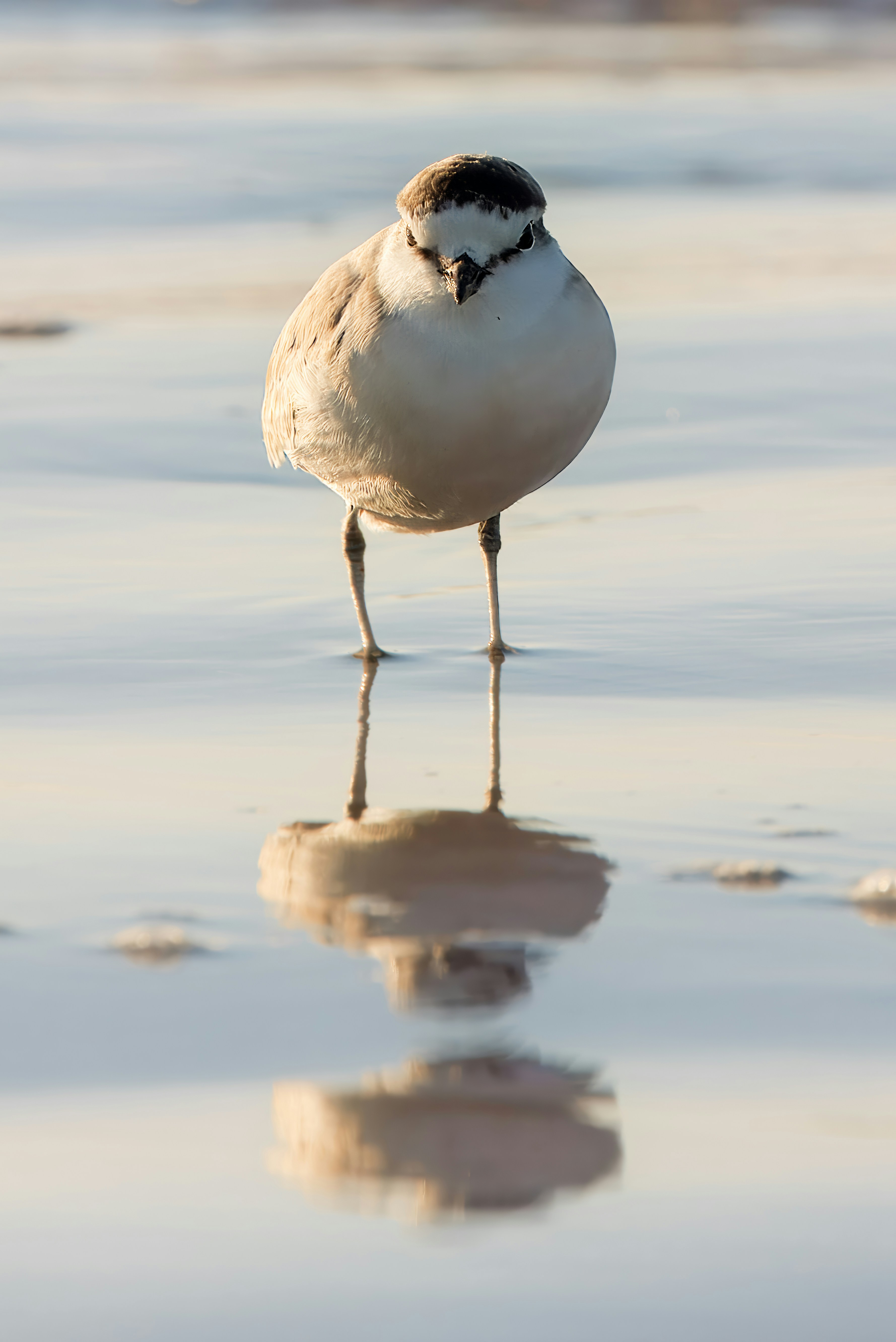 A small bird standing on top of a wet beach