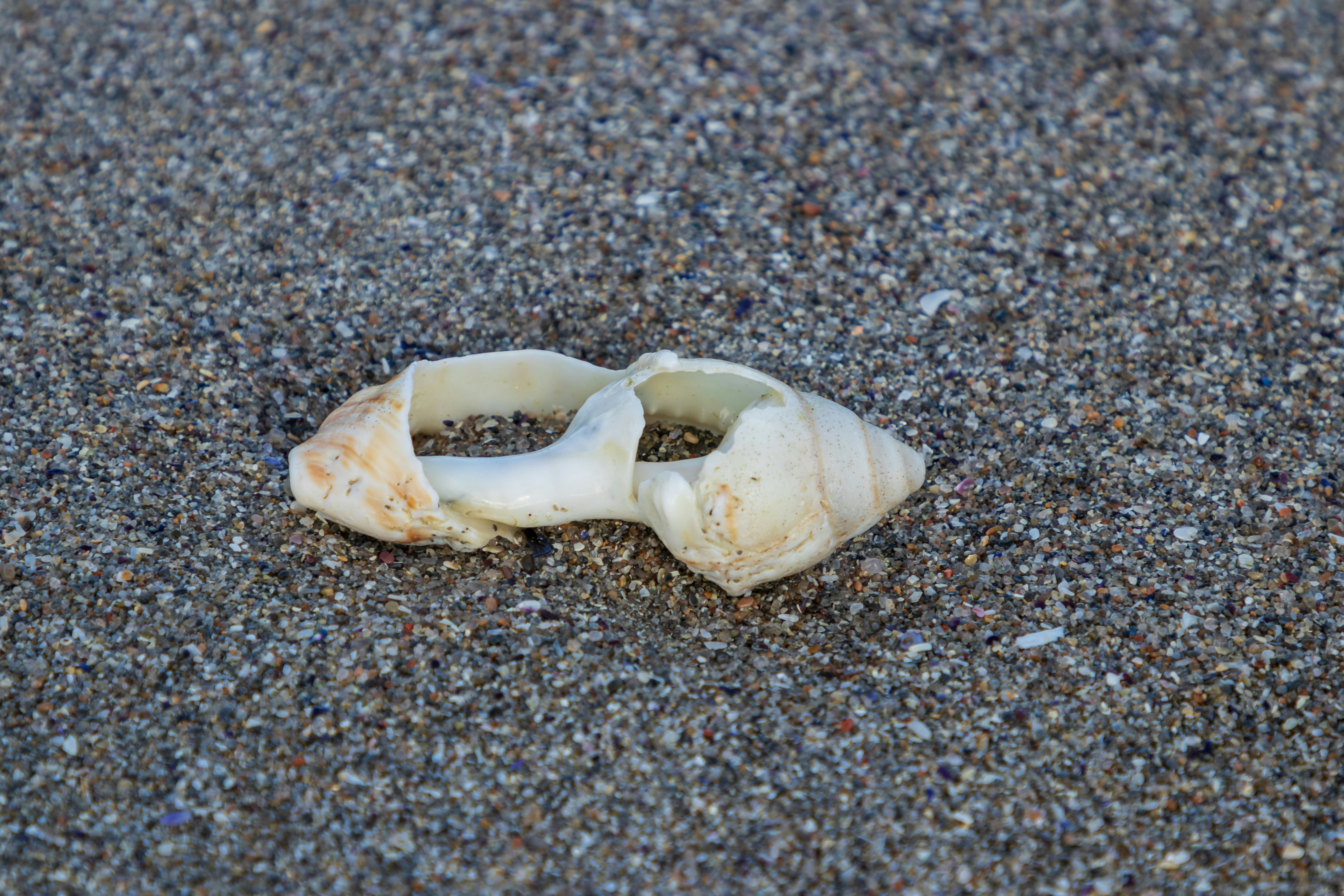 A broken bone lies in the sand on the beach