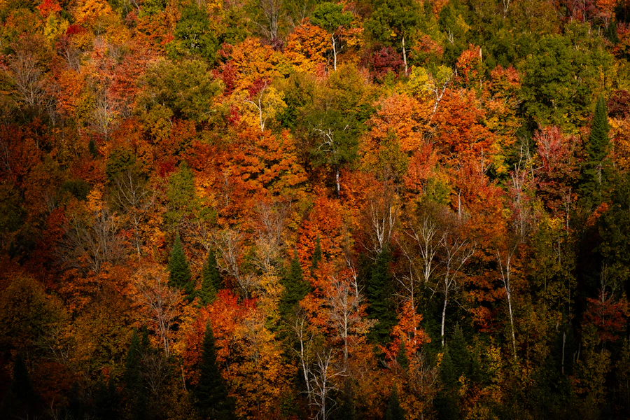 Forêt québécoise aux couleurs d'automne, érables rouges et orangés vus de haut