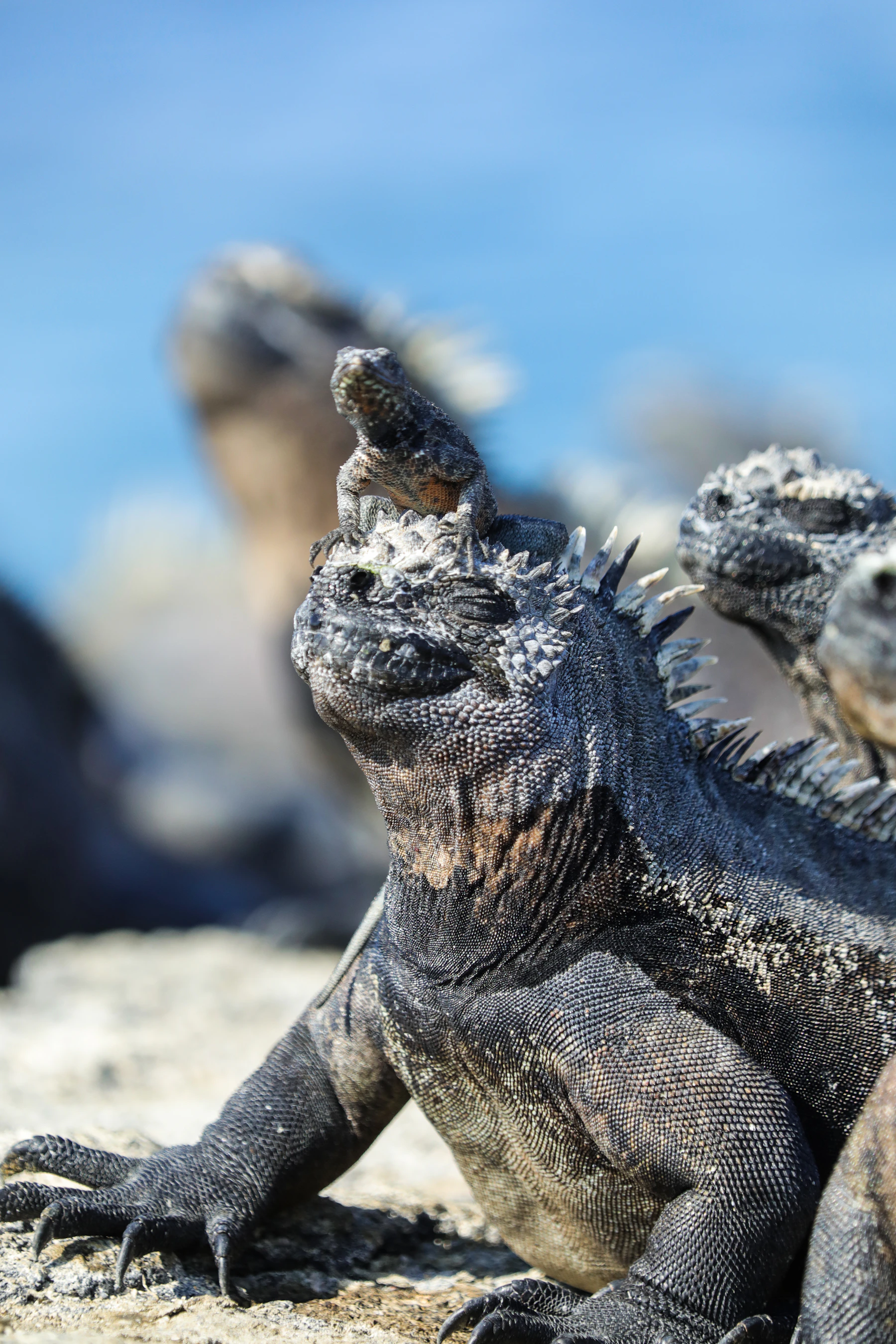 Marine iguanas on the shore in the Galápagos Islands