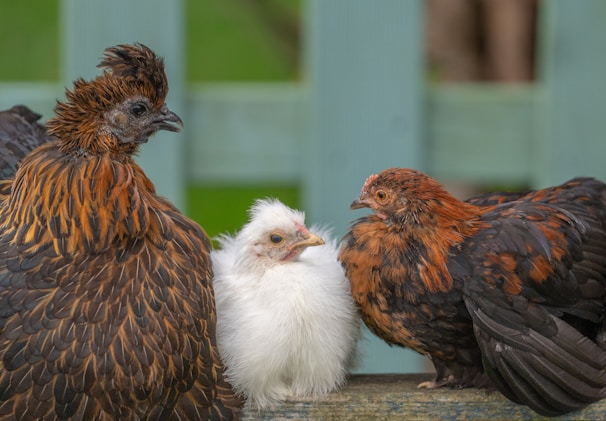 A group of chickens standing next to each other