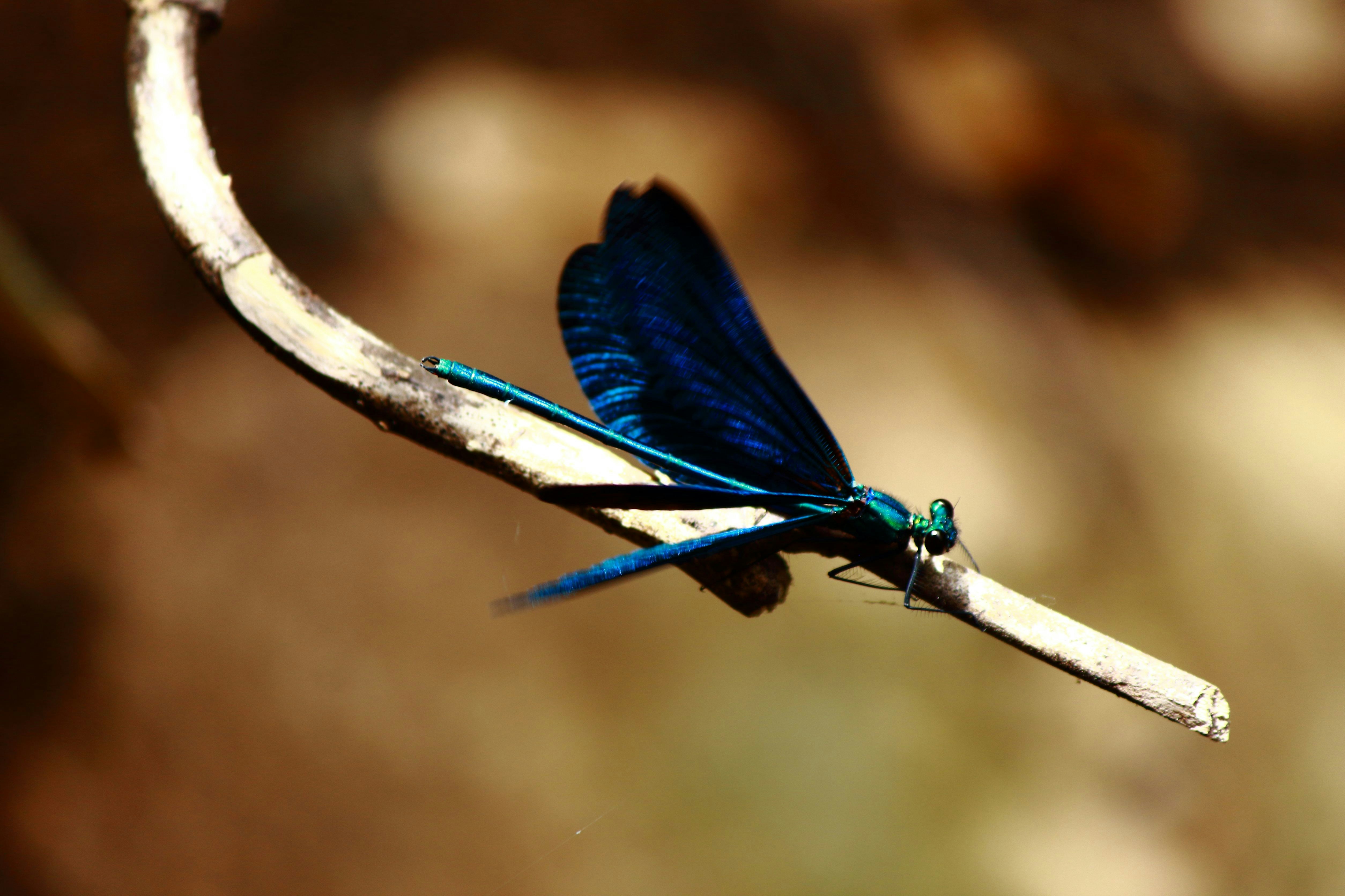 A blue dragonfly sitting on top of a tree branch photo – Free Animal ...