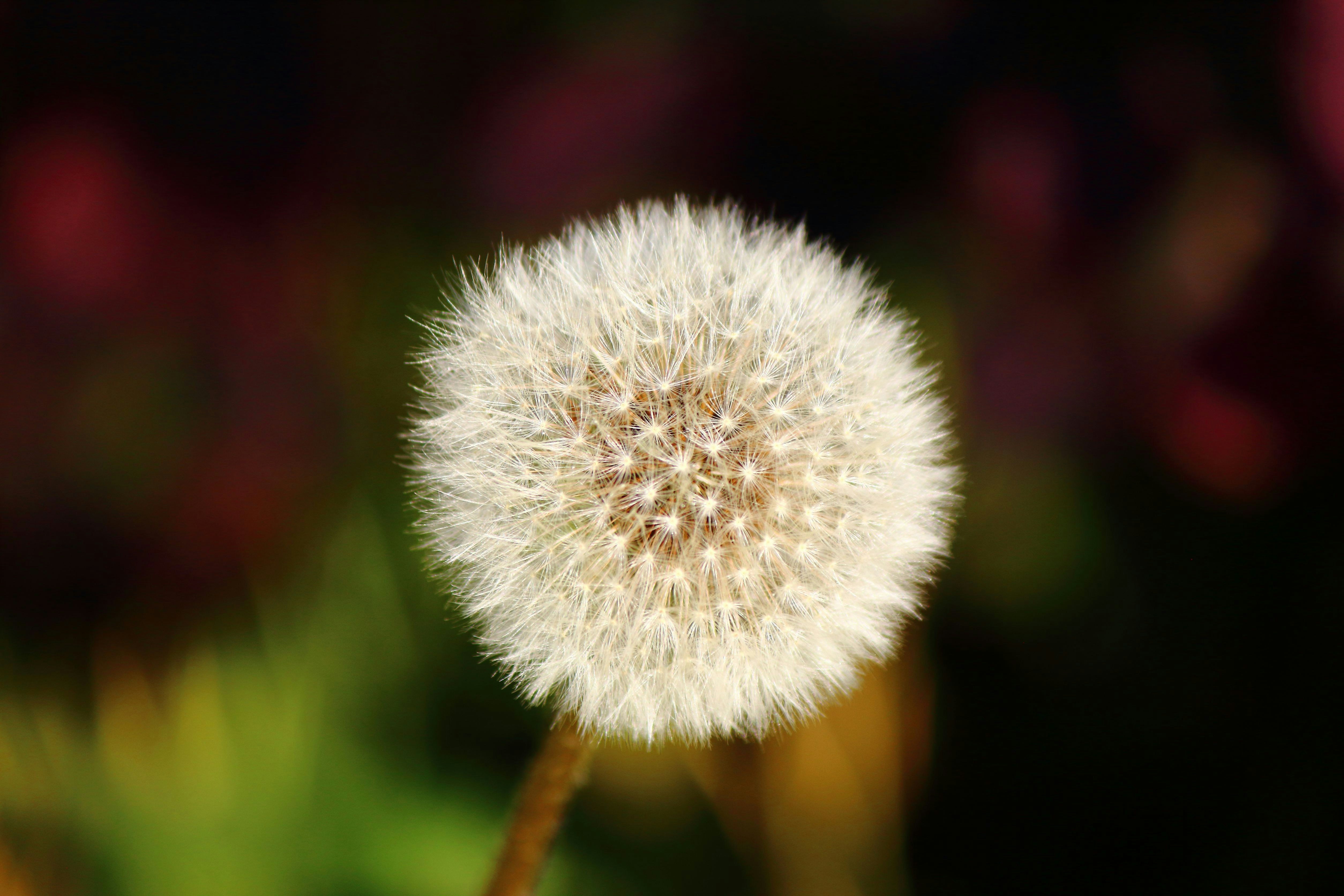 Photo by cengizozarpat