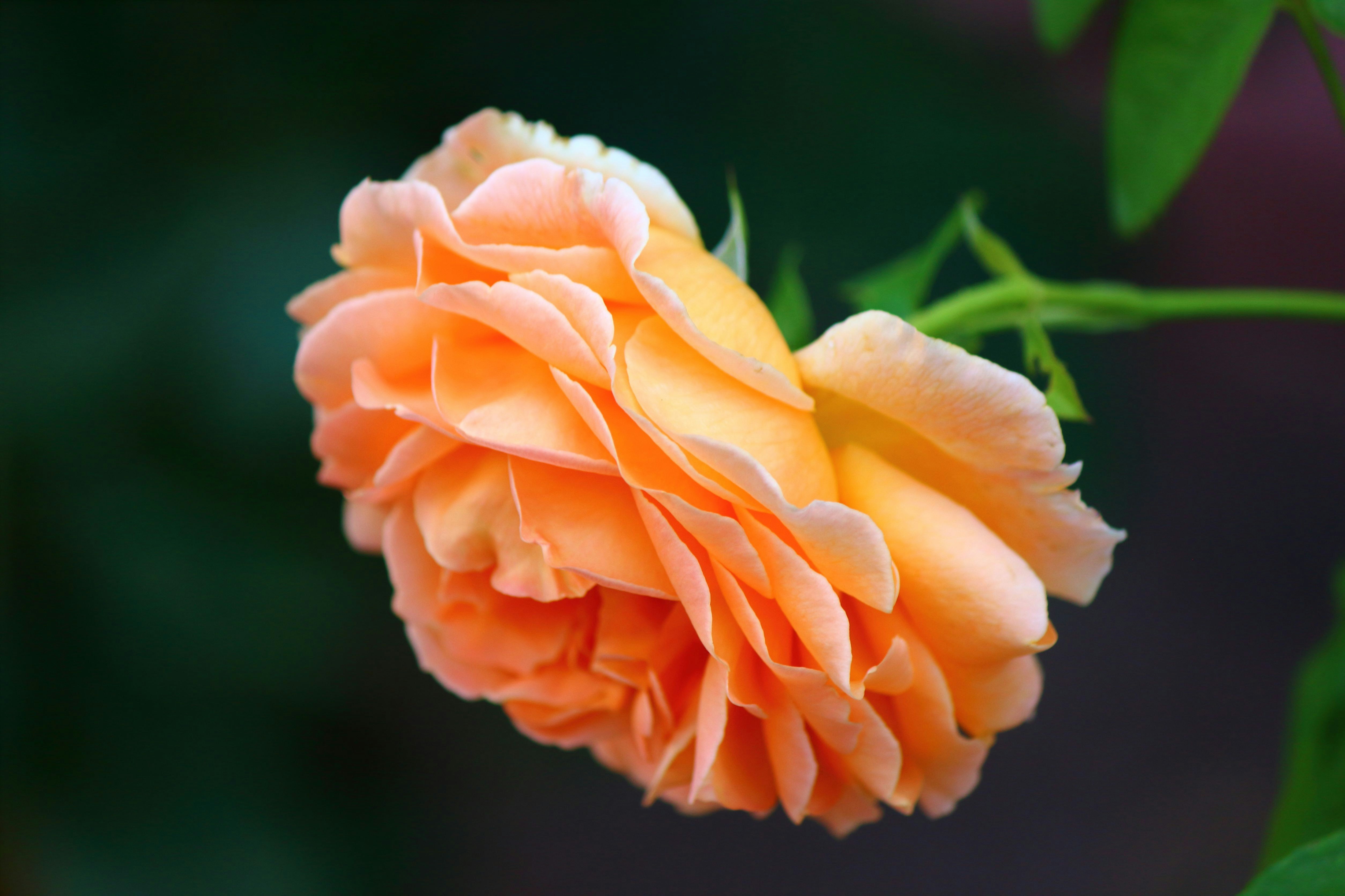 Photo by cengizozarpat