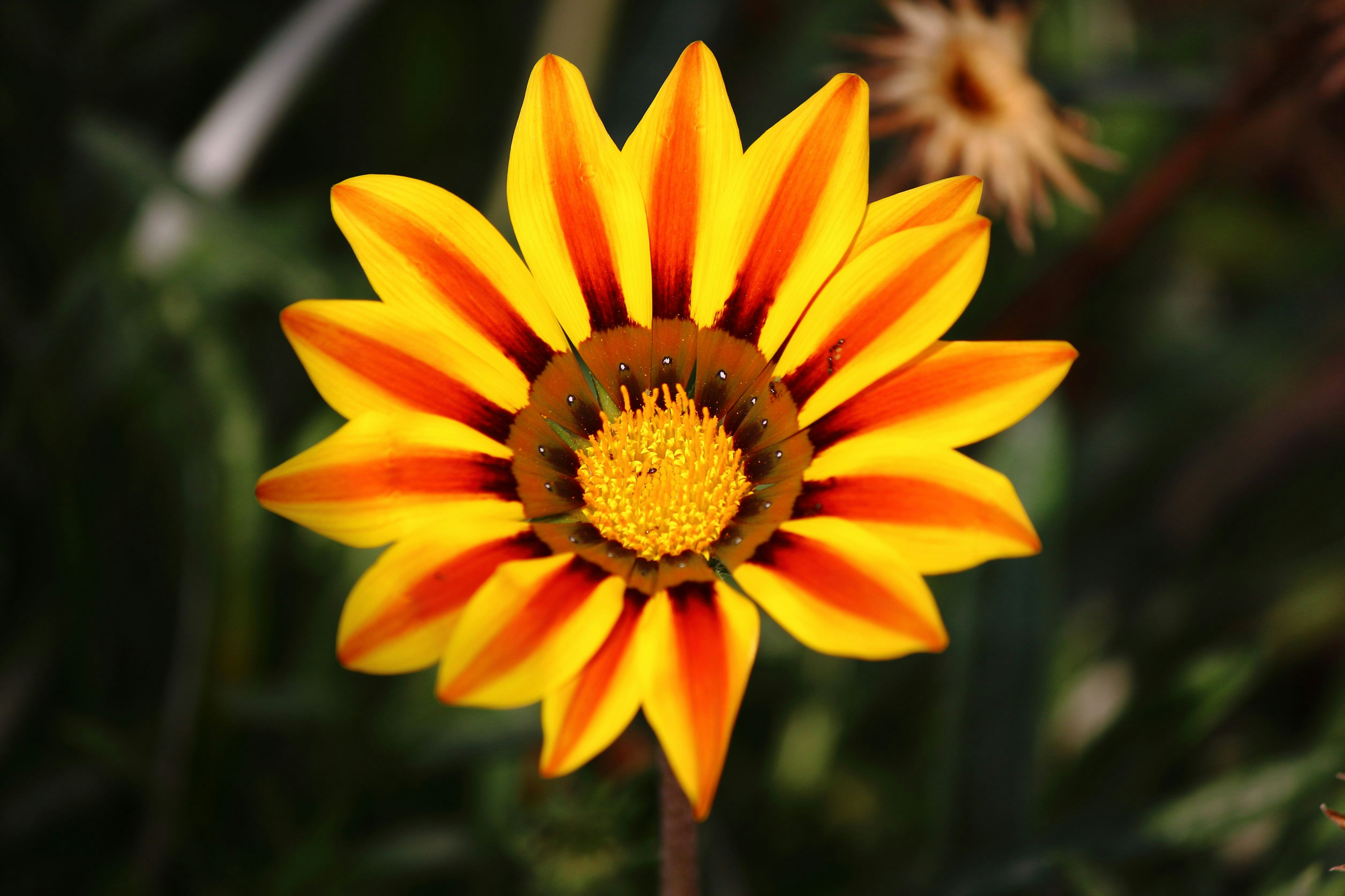 Photo by cengizozarpat