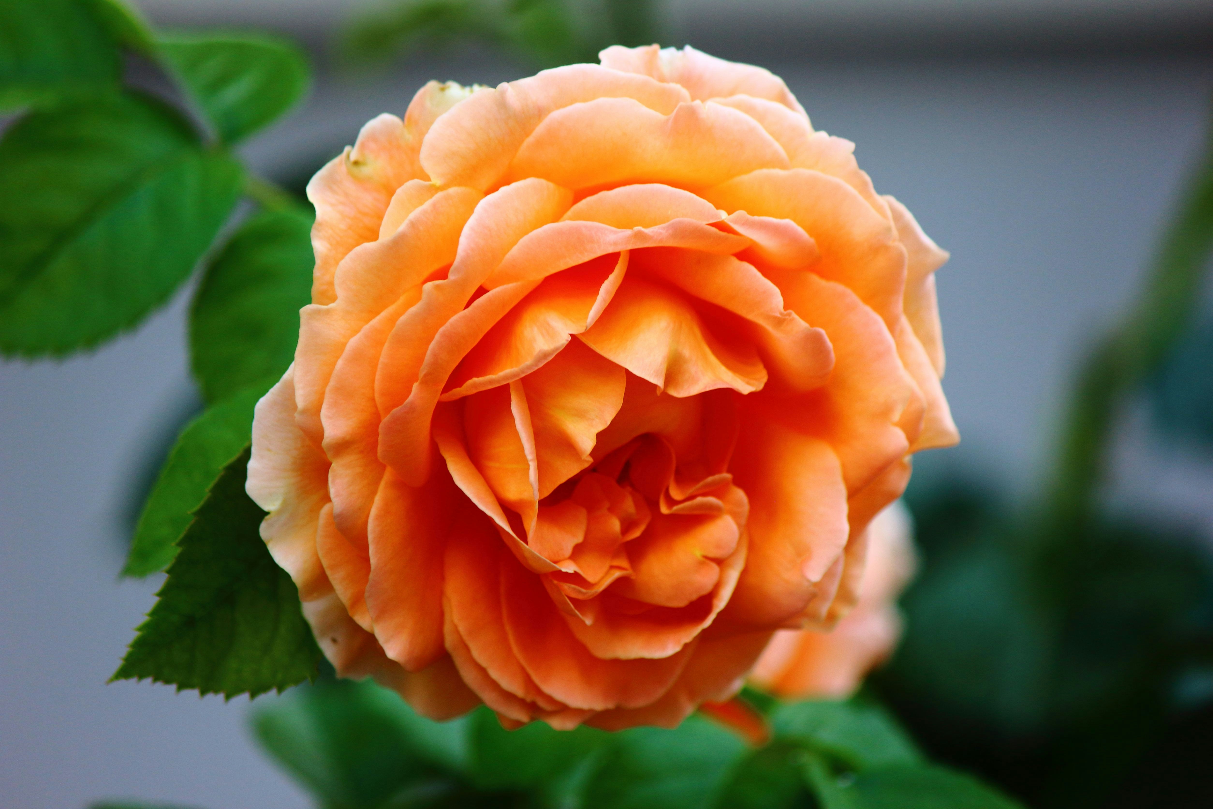 Photo by cengizozarpat