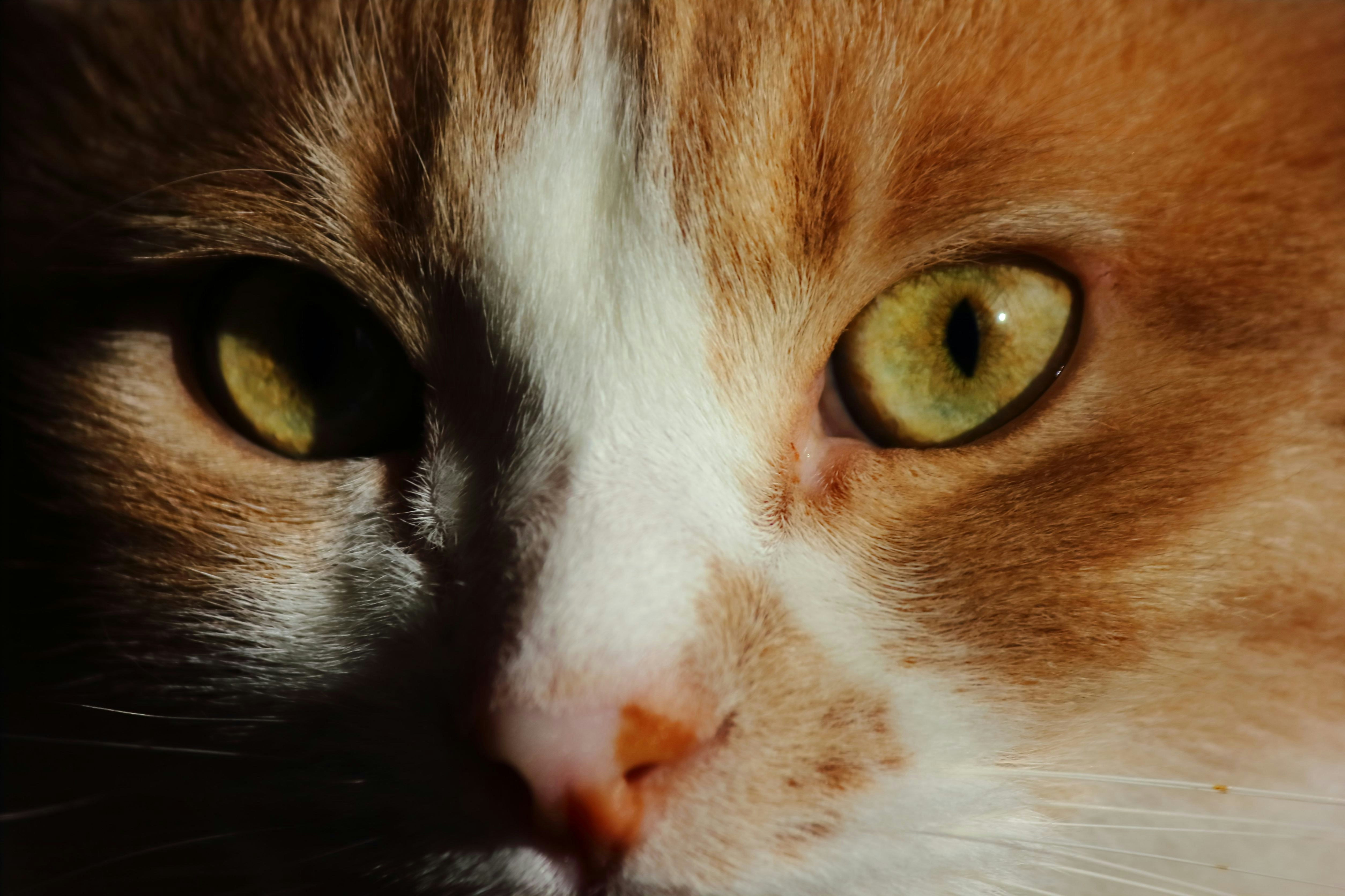 Photo by cengizozarpat