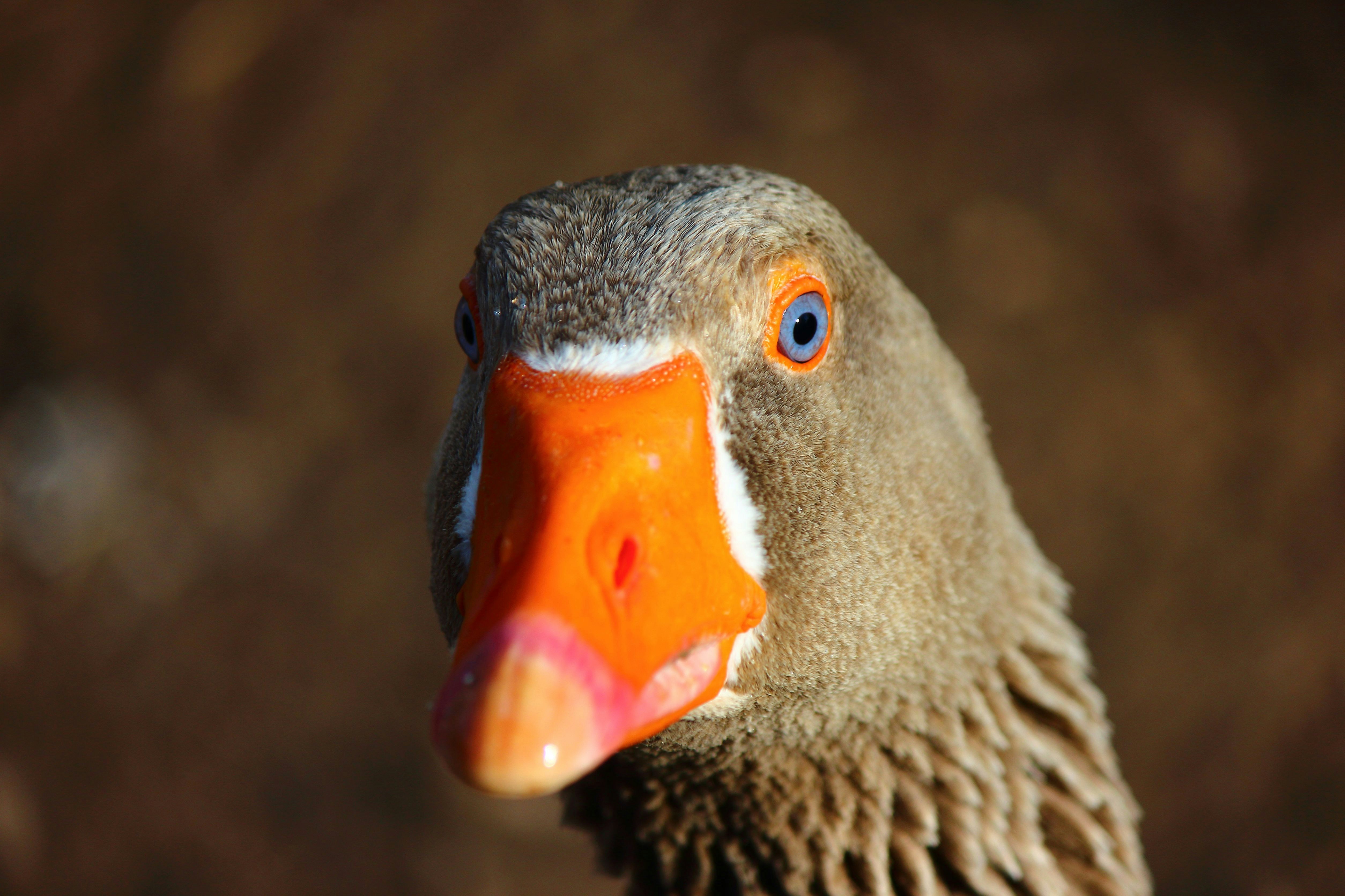 Photo by cengizozarpat