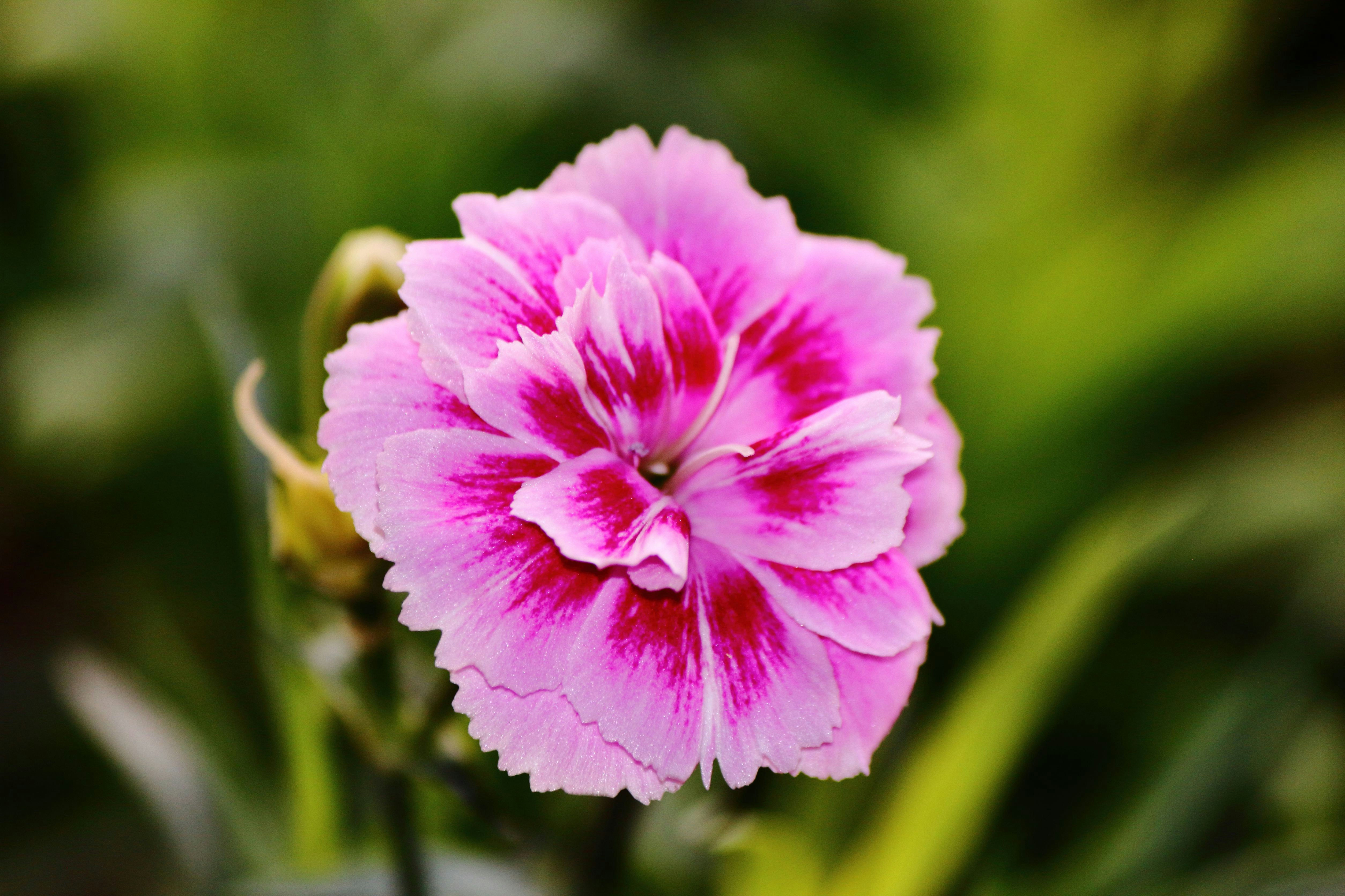 Photo by cengizozarpat