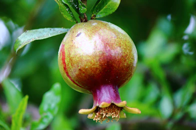 A close up of a fruit on a tree