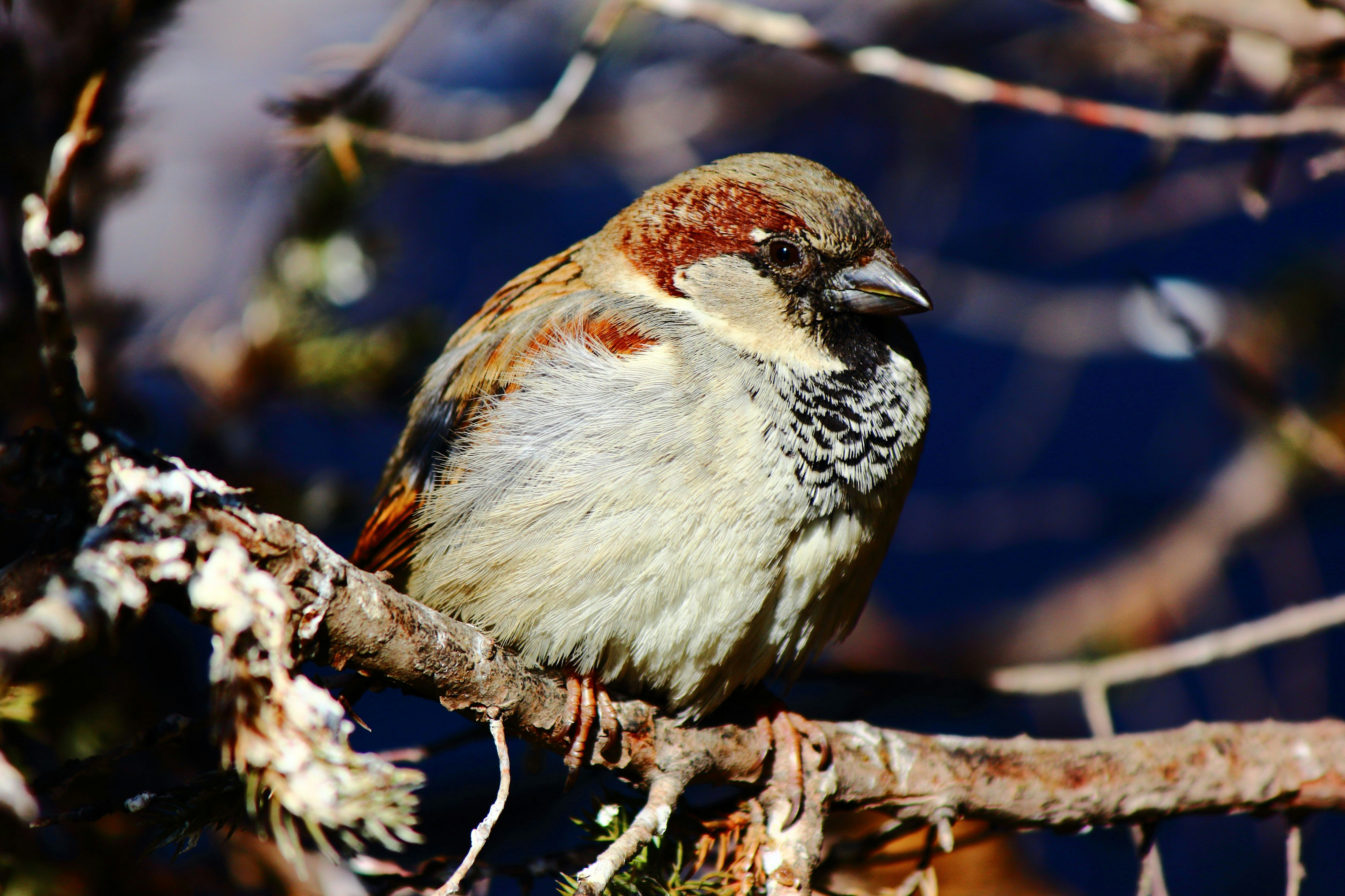 Photo by cengizozarpat