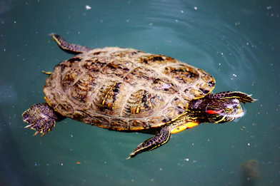 A turtle is swimming in a pond with a yellow object in it's mouth