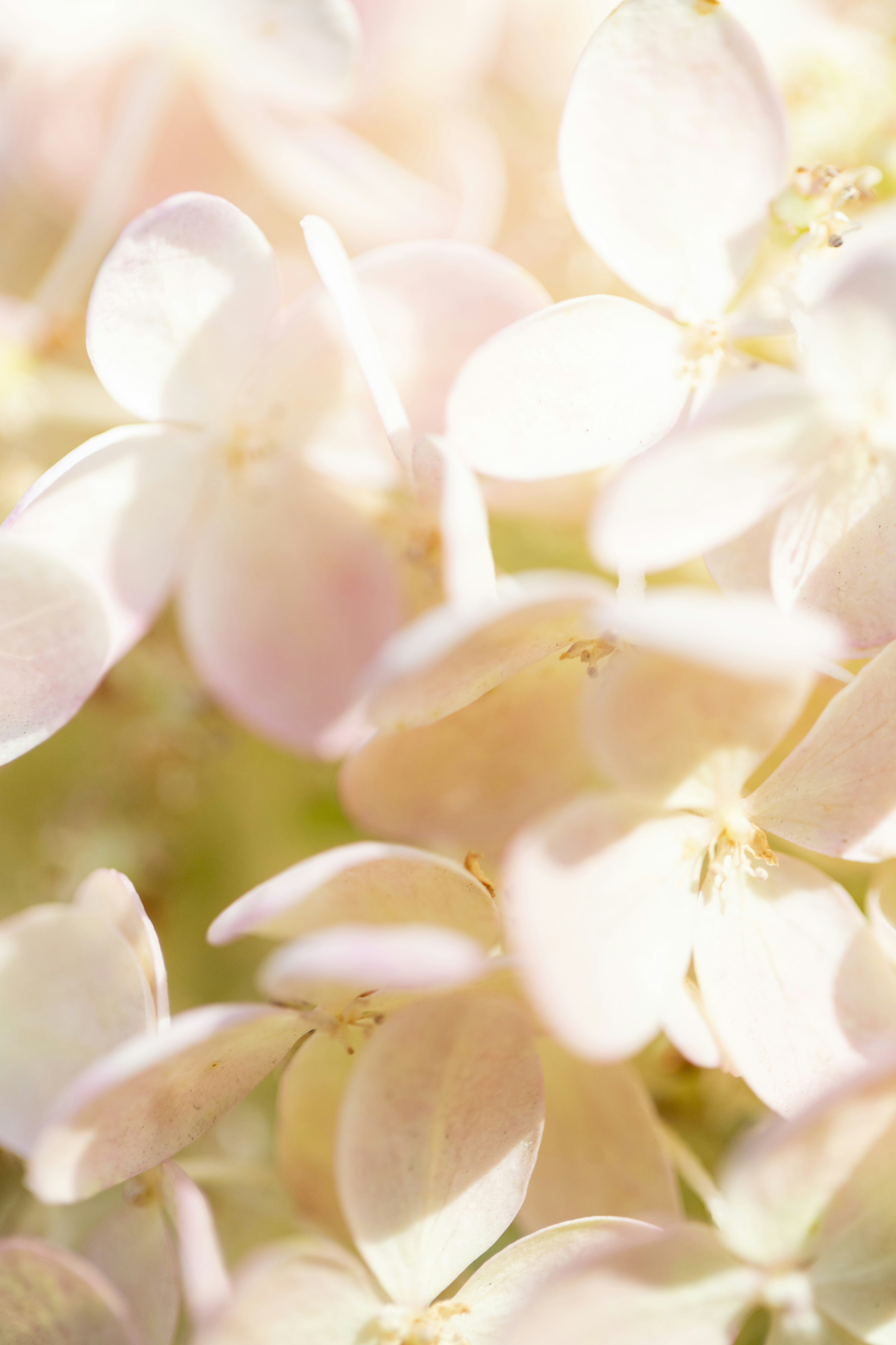 Photo by stef_enheart