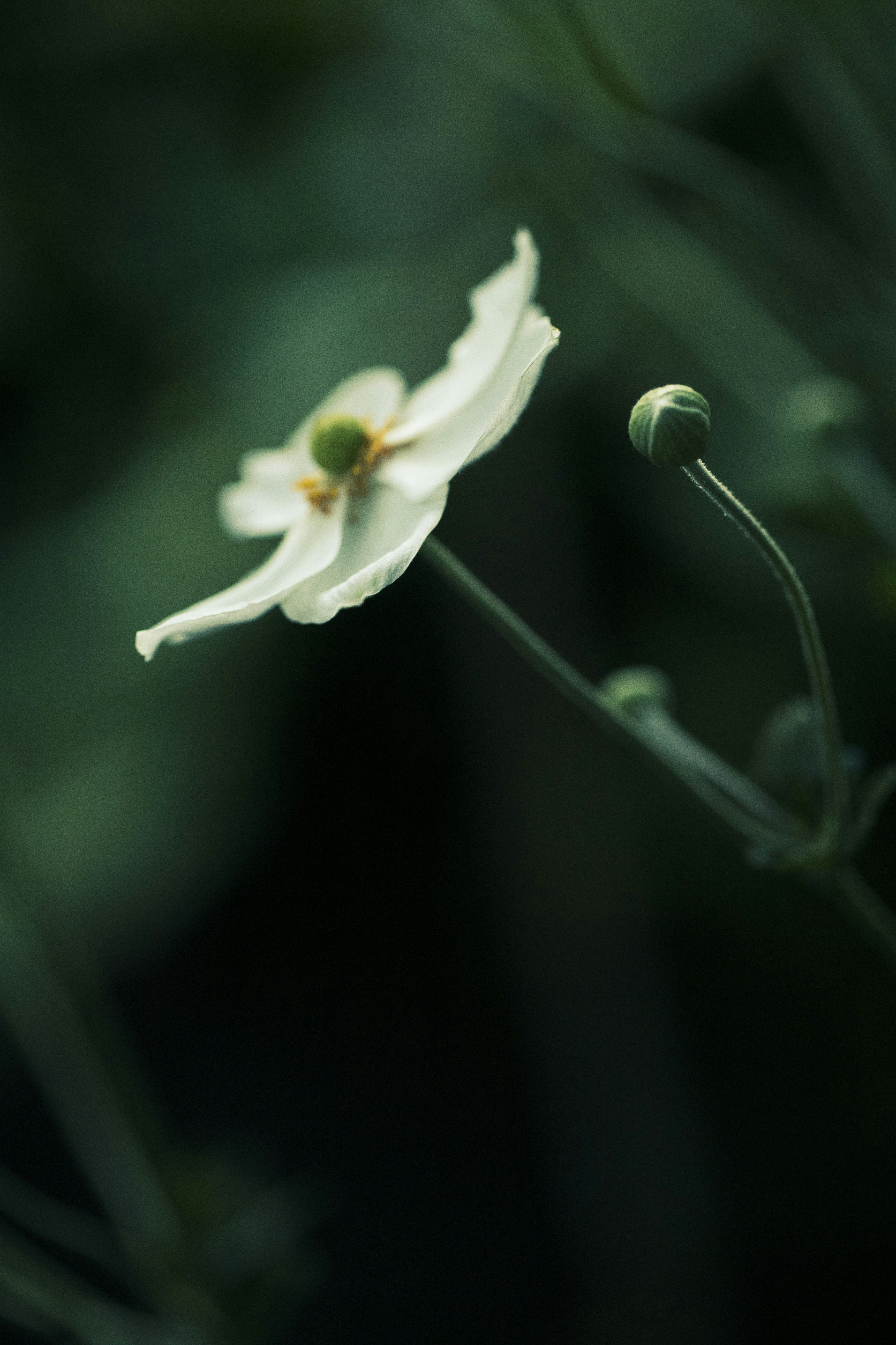 Photo by stef_enheart