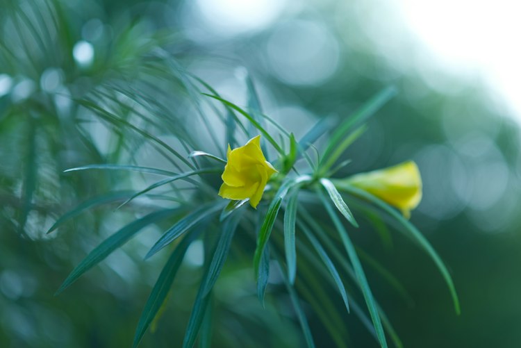 Yellow Oleander