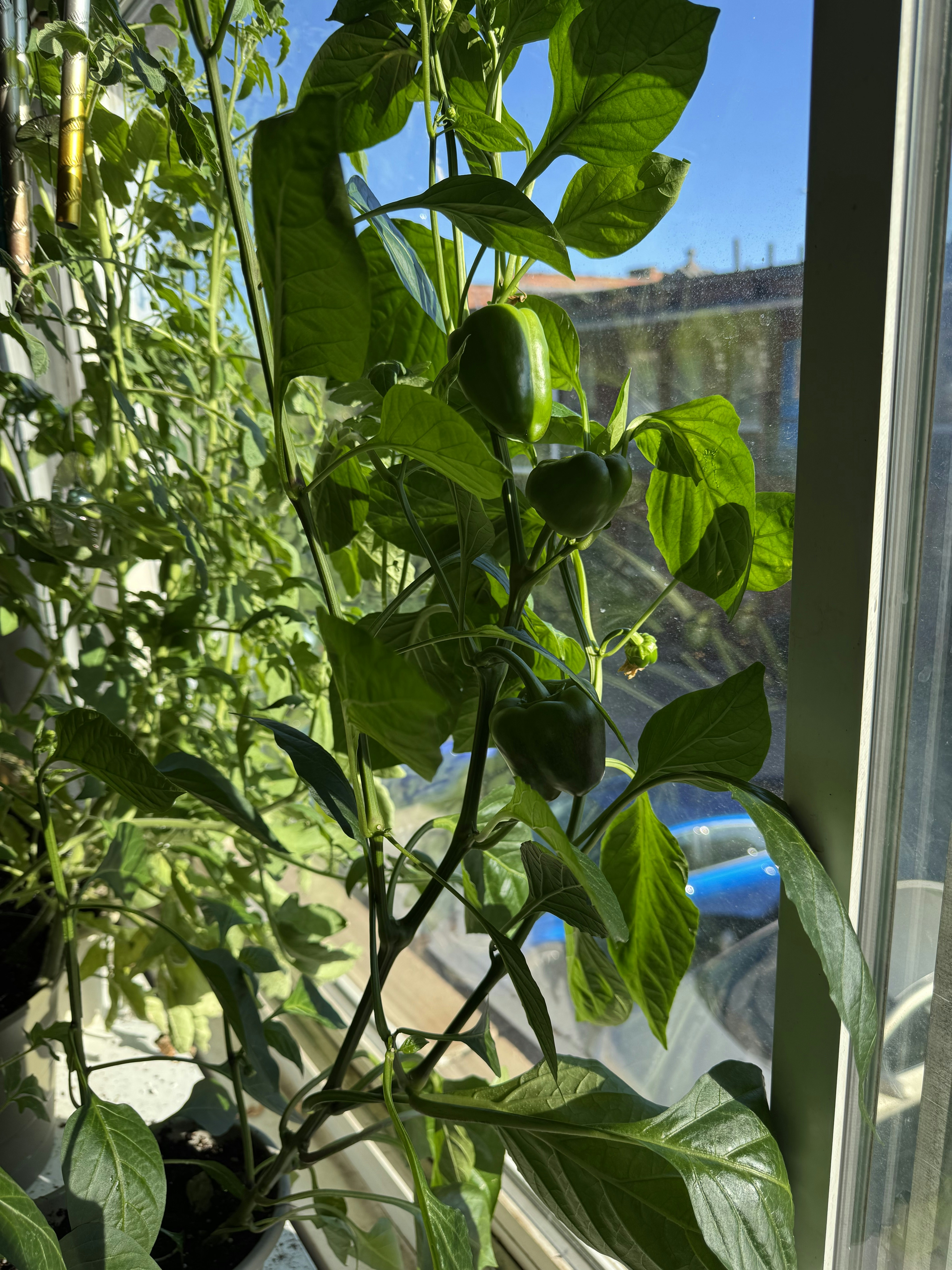 Fresh green bell peppers capsicum in bright natural daylight