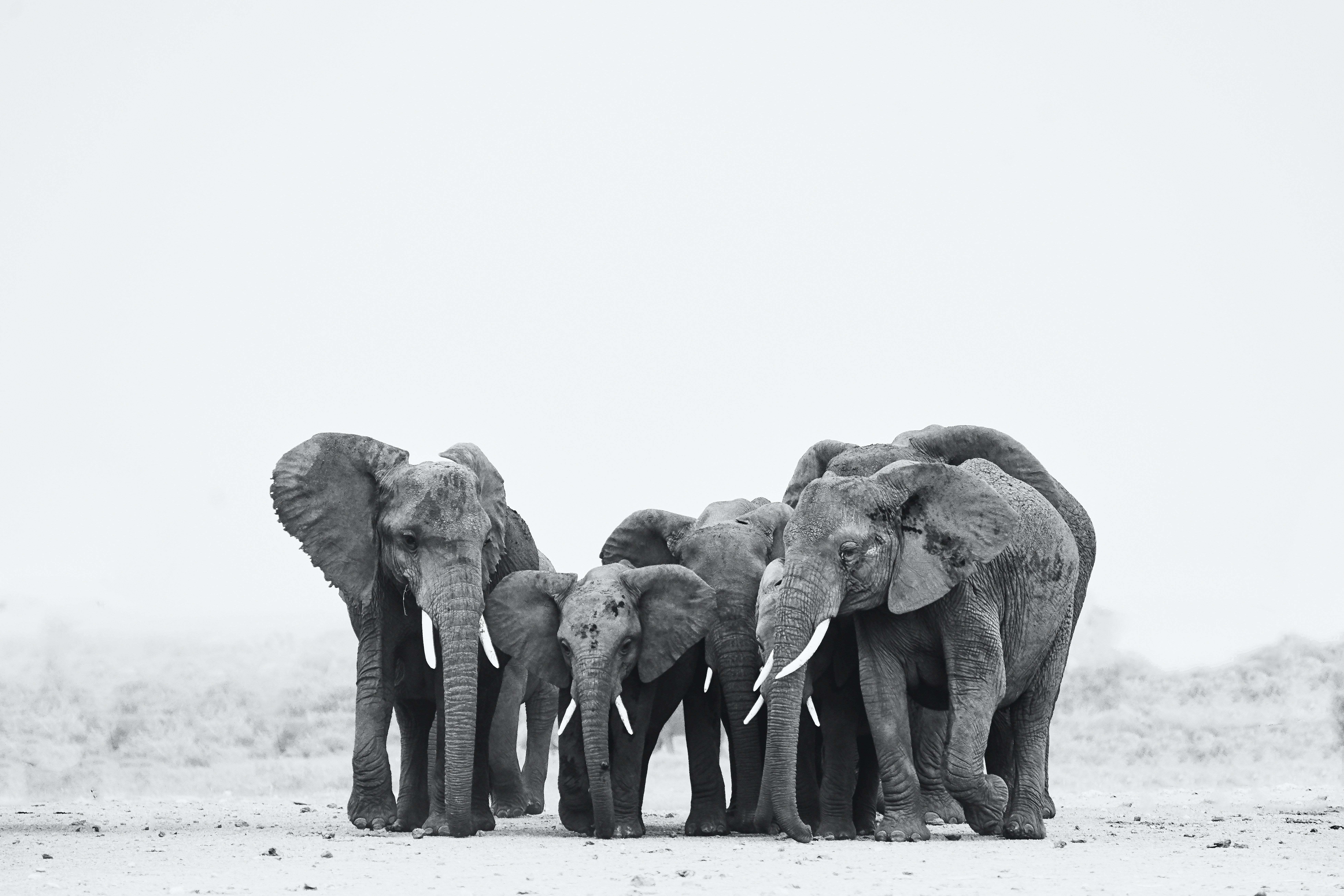 Comparing to Other Species (image credits: unsplash)