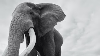 A black and white photo of an elephant with tusks