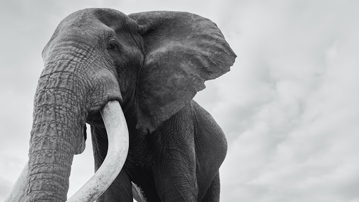A black and white photo of an elephant with tusks