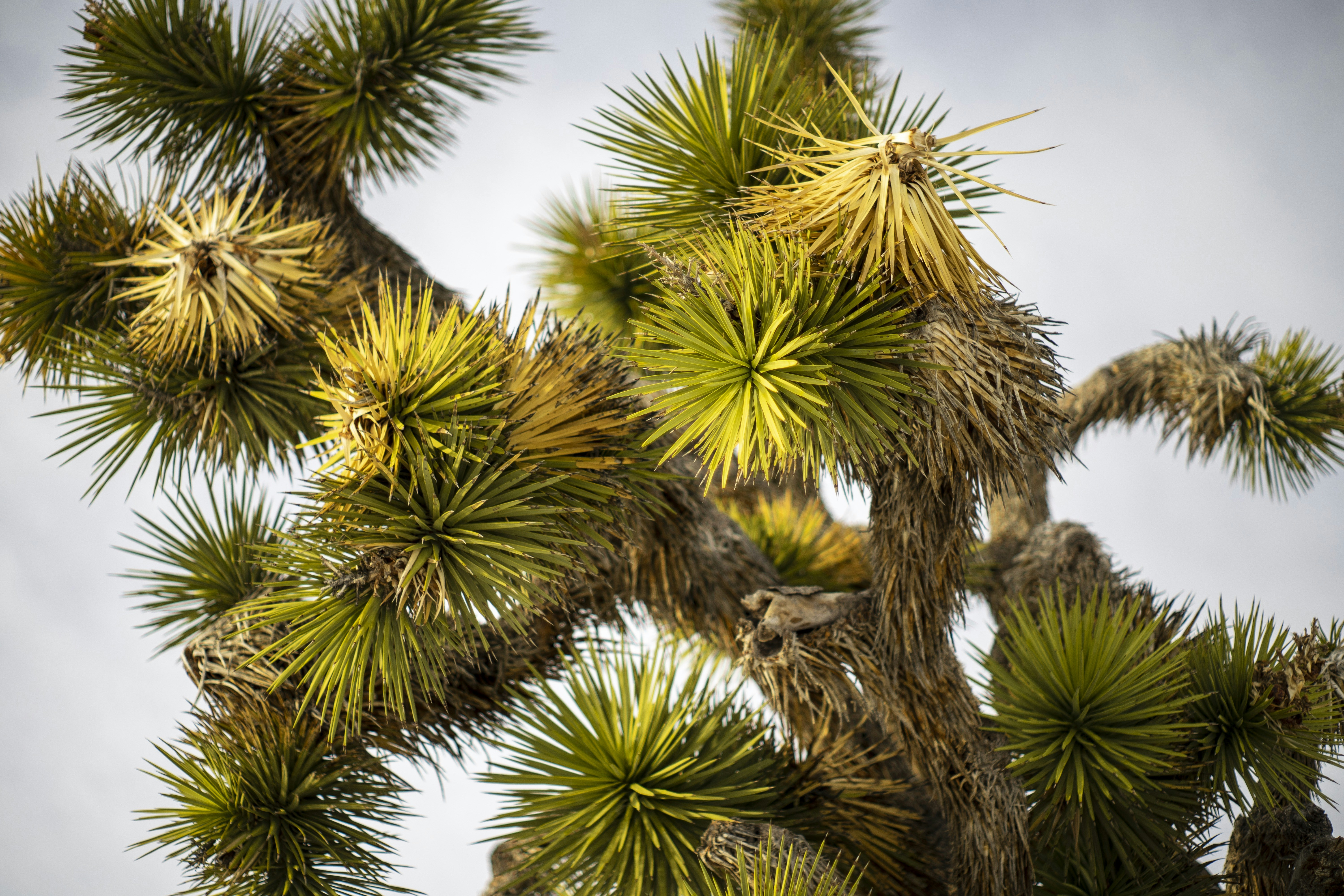 Photo by josephsobrero