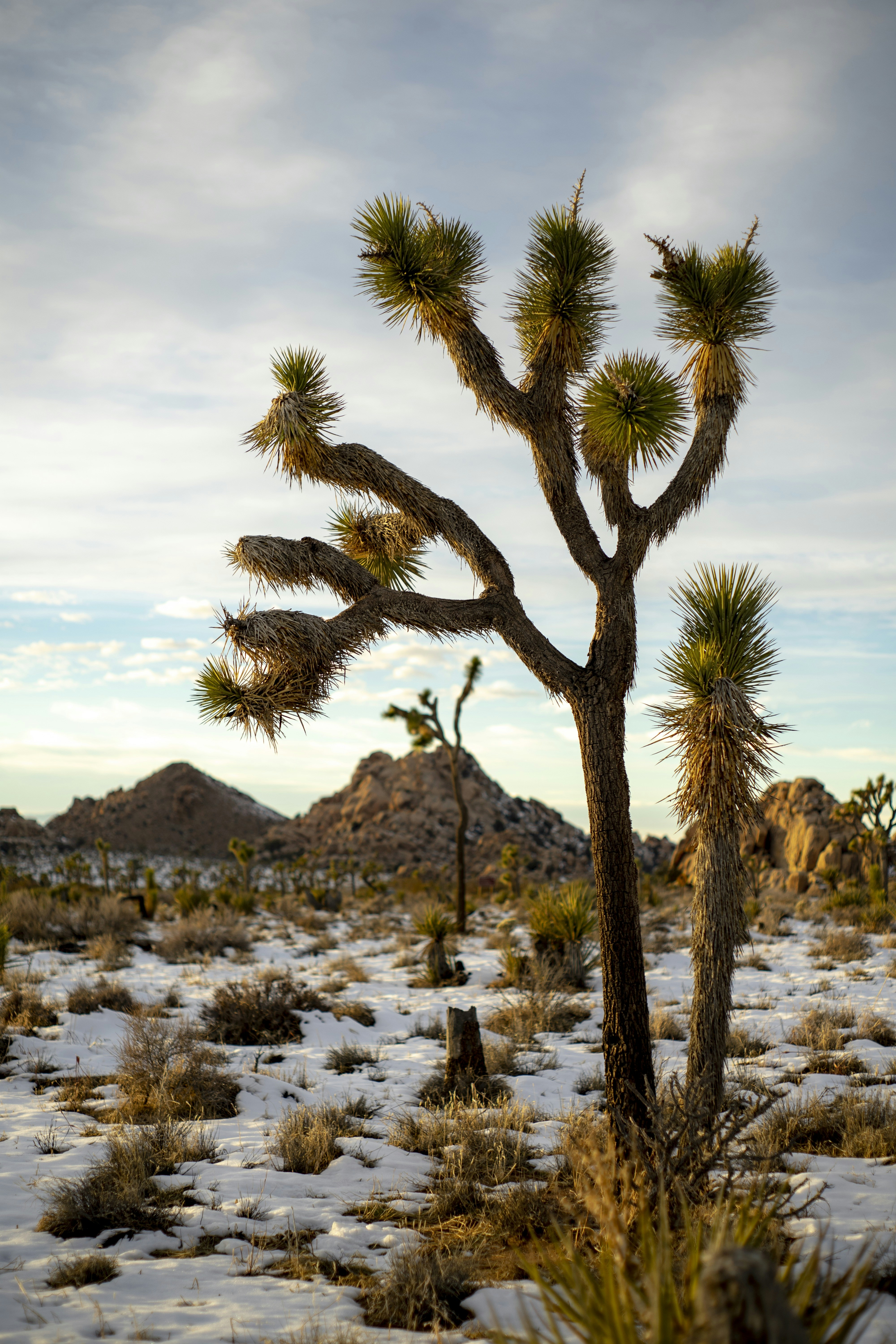 Photo by josephsobrero