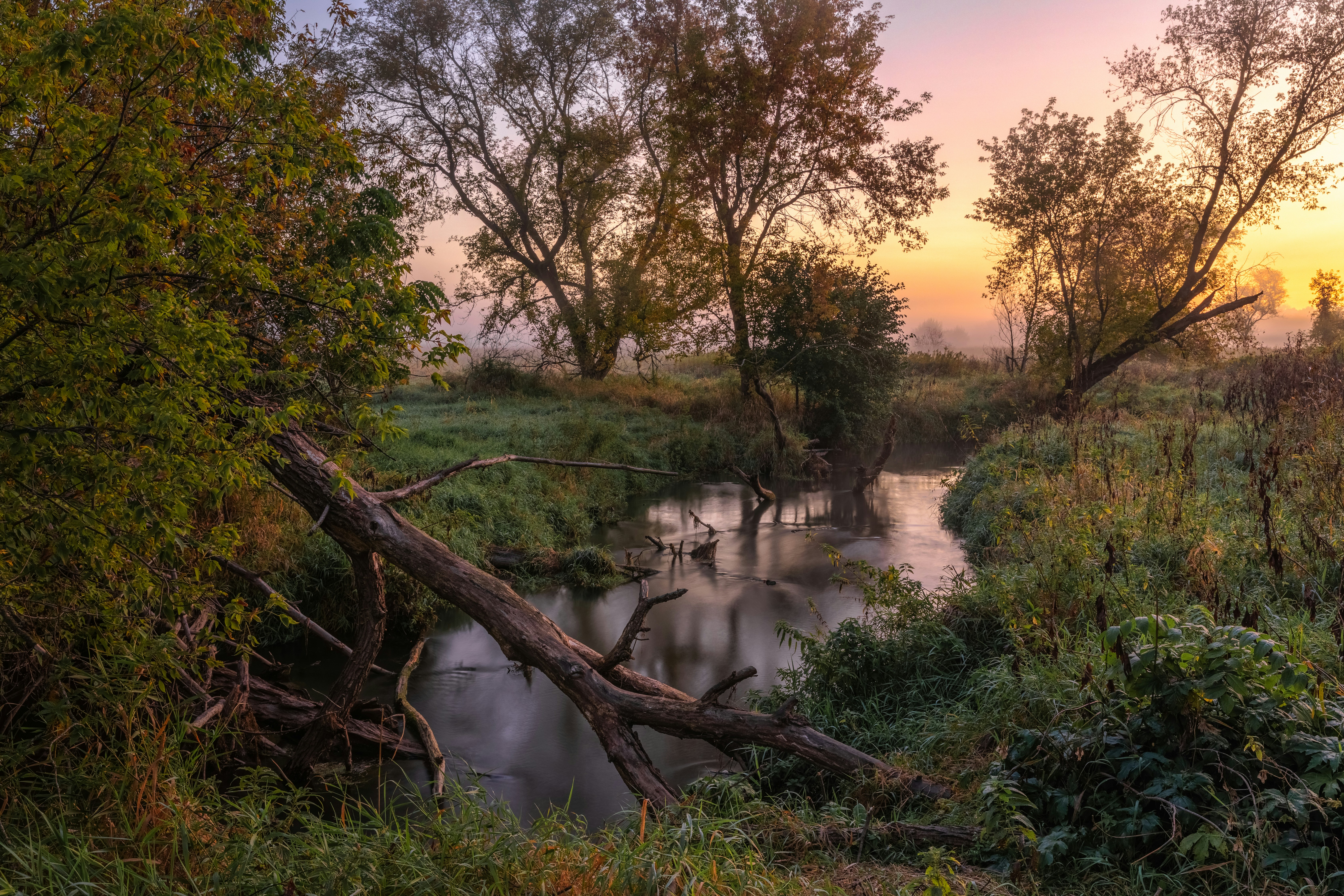 A river running through a lush green forest