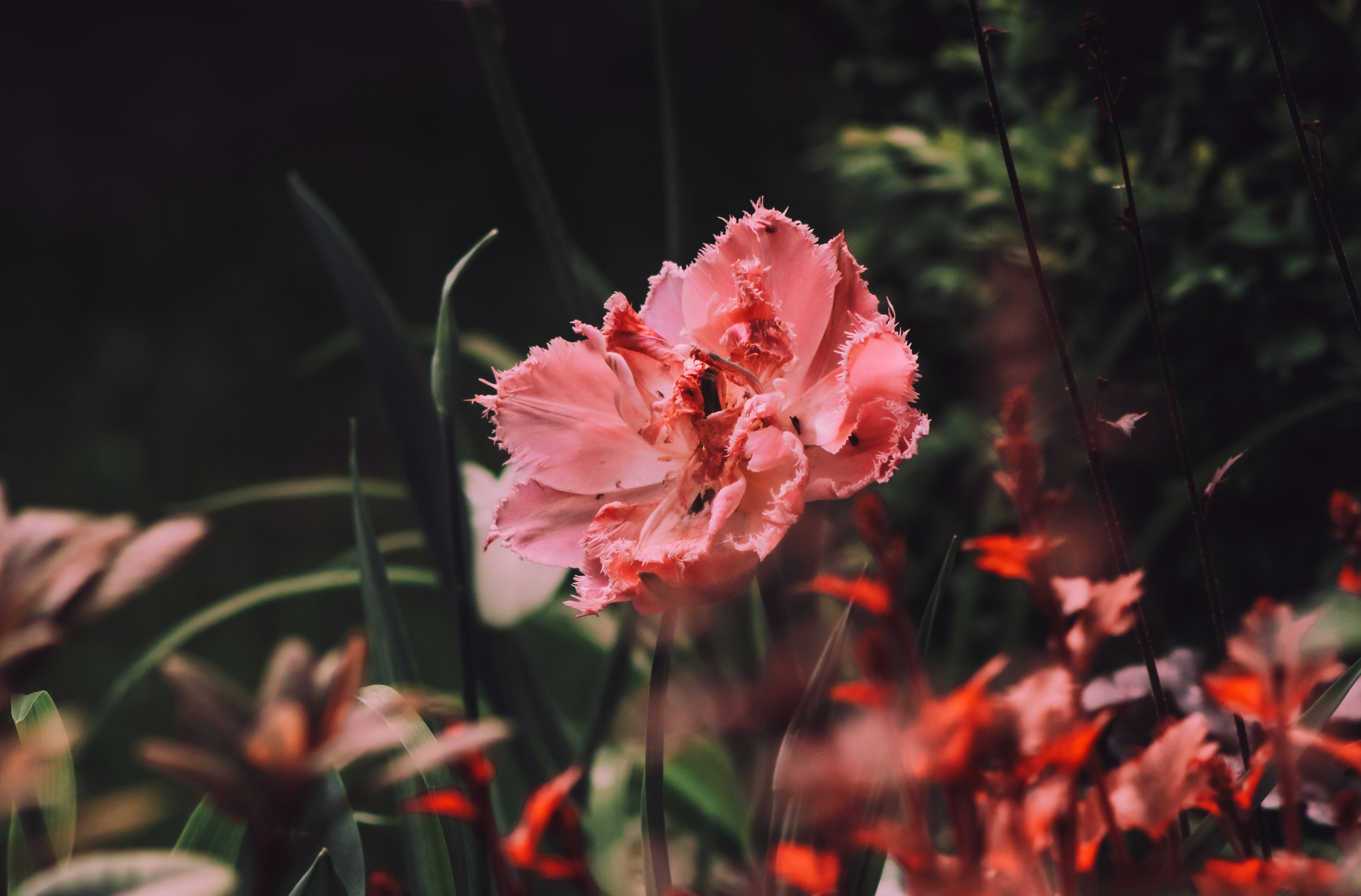 Photo by mineral_of_demon