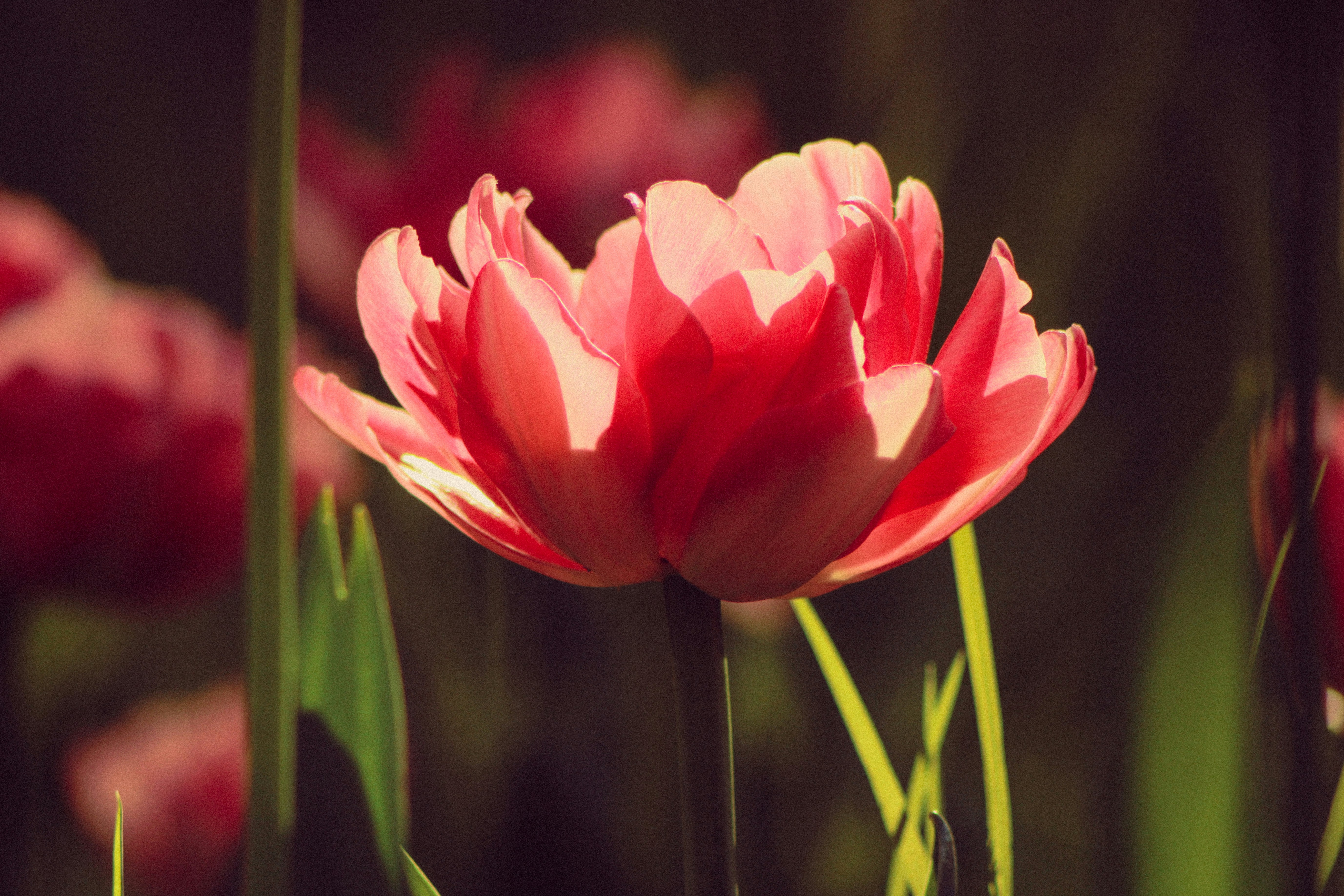 Photo by mineral_of_demon