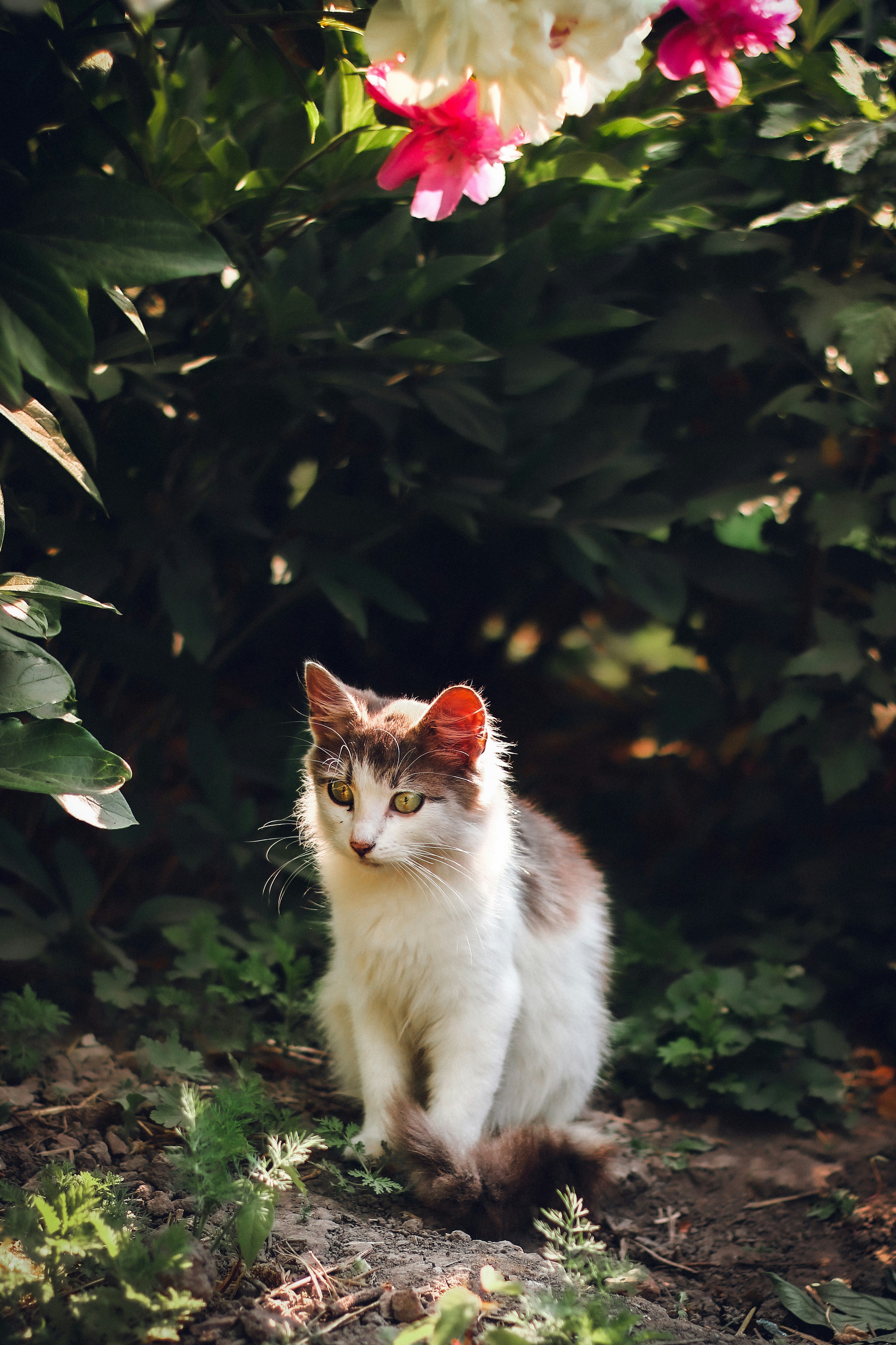A cat sitting on the ground in front of some flowers