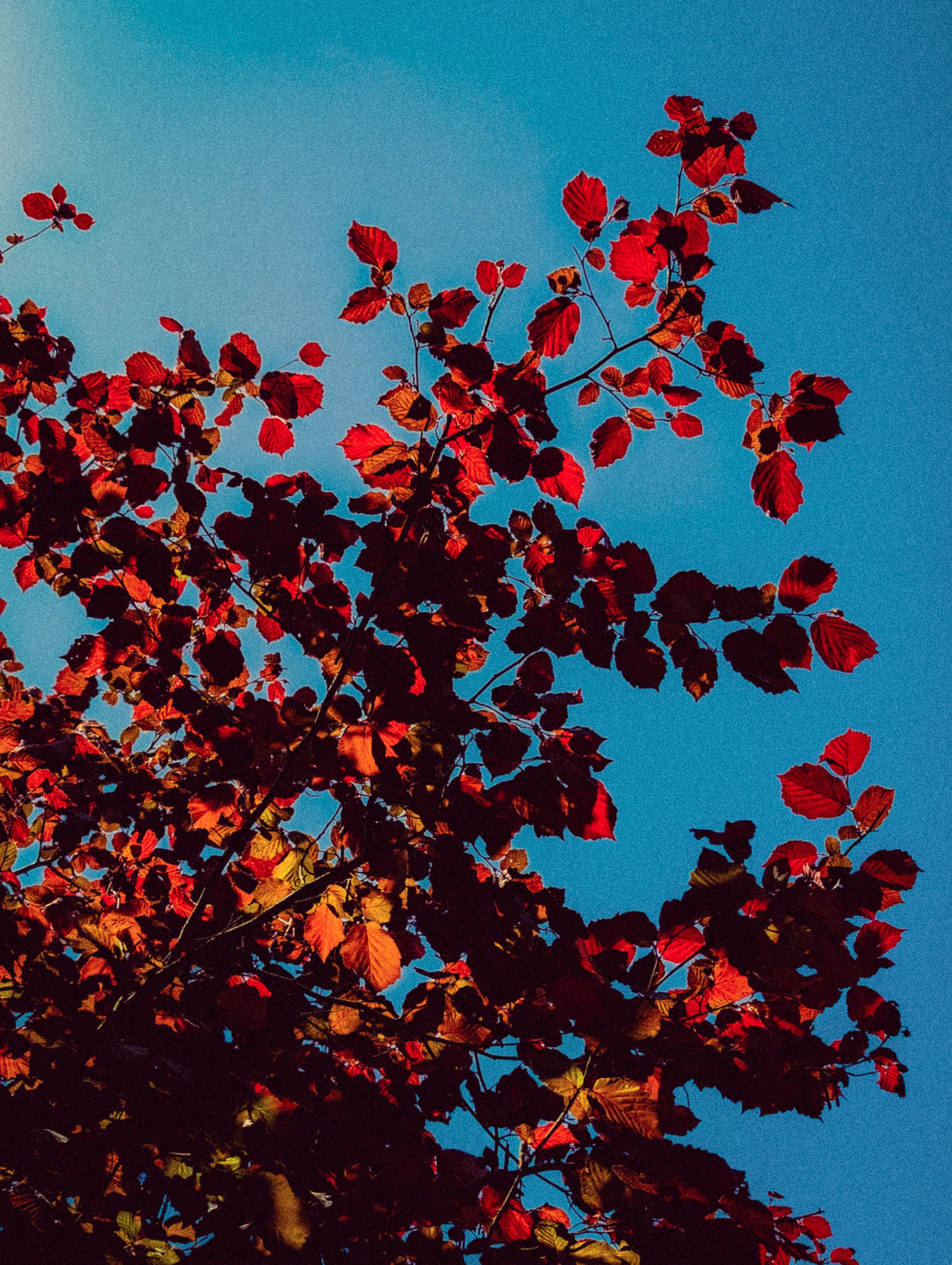 Photo by mineral_of_demon