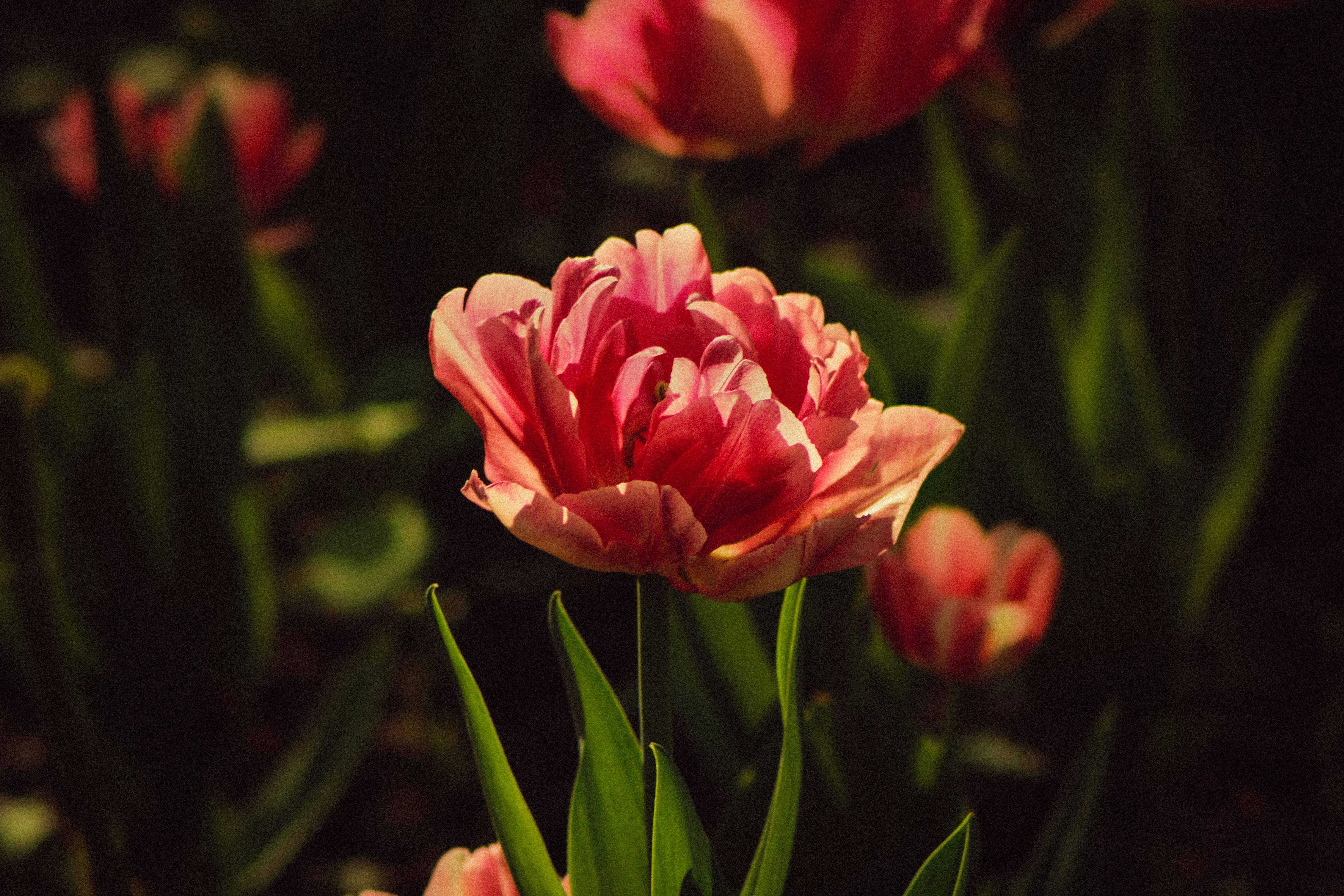 Photo by mineral_of_demon