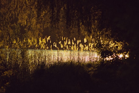 A lake surrounded by trees at night time