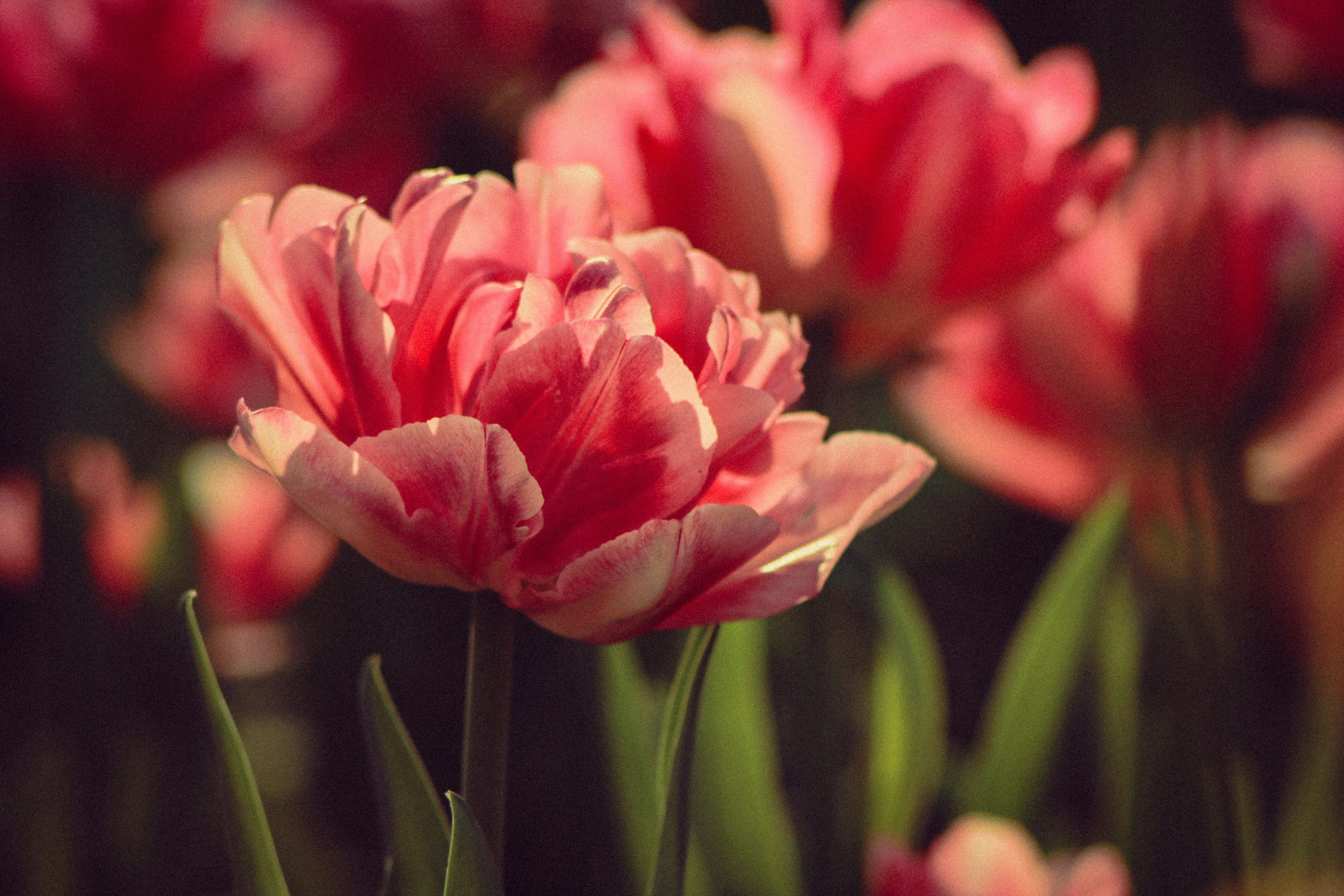 Photo by mineral_of_demon