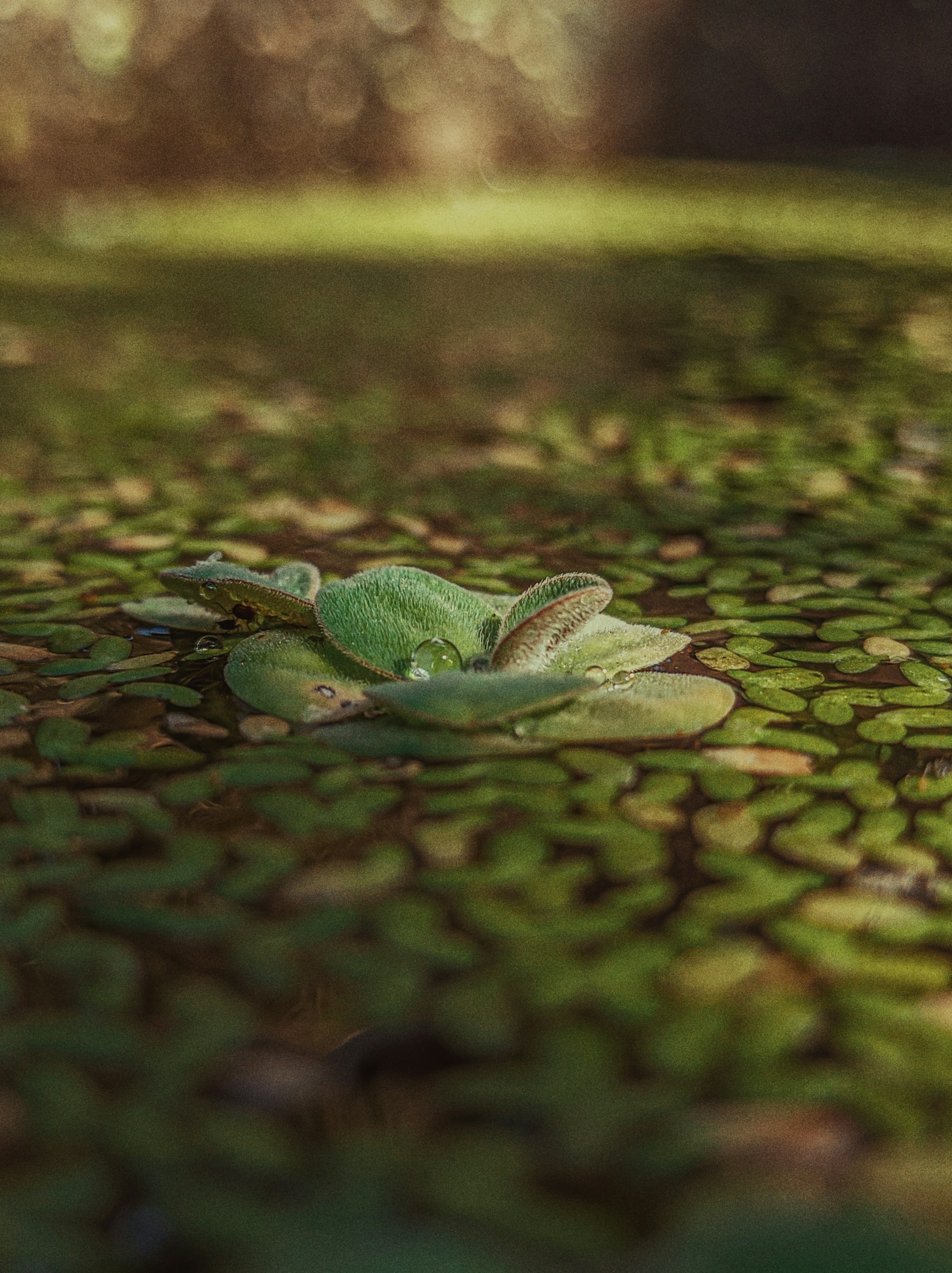 A green leaf laying on the ground in a park