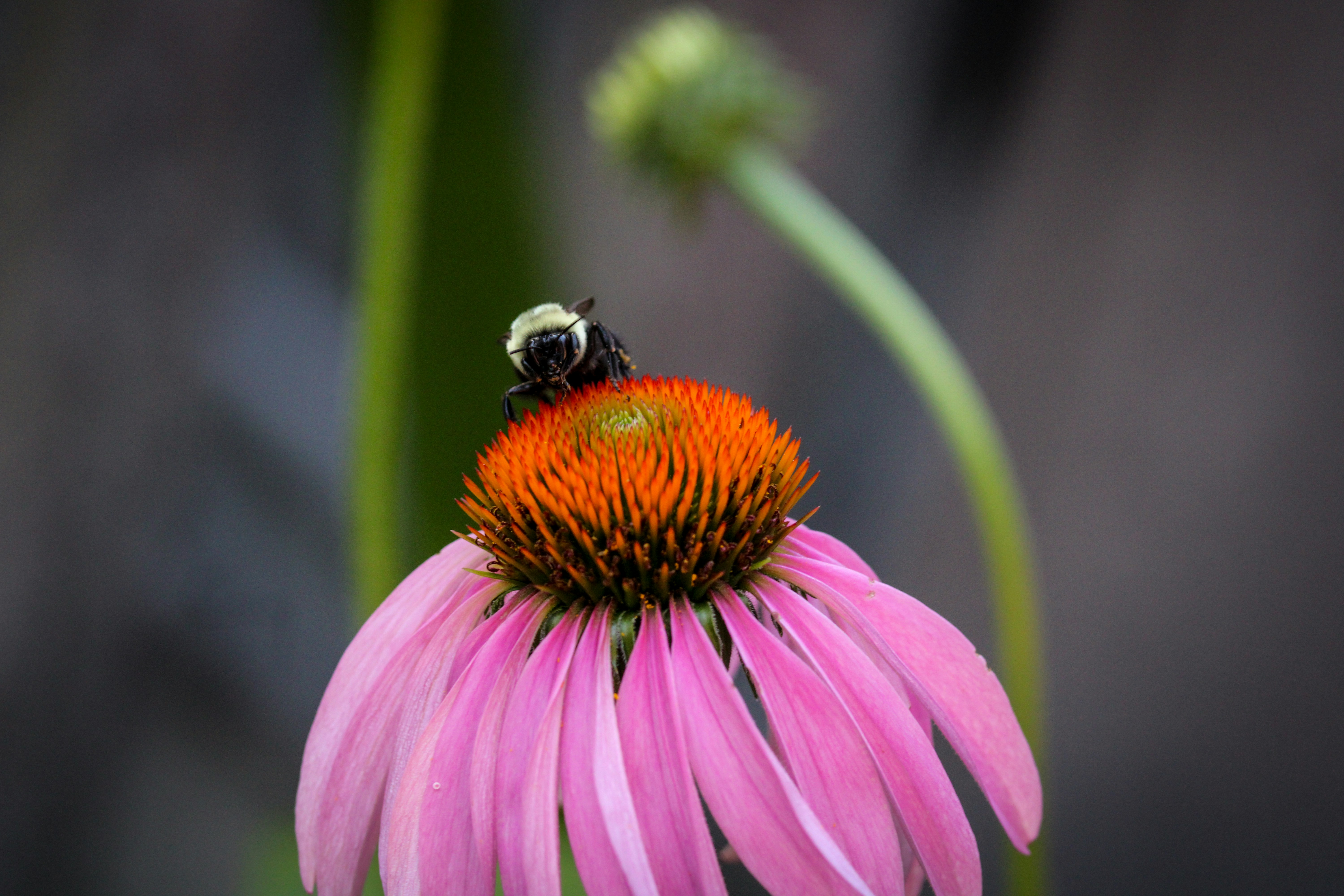 Photo by sz_nature_sky_macro