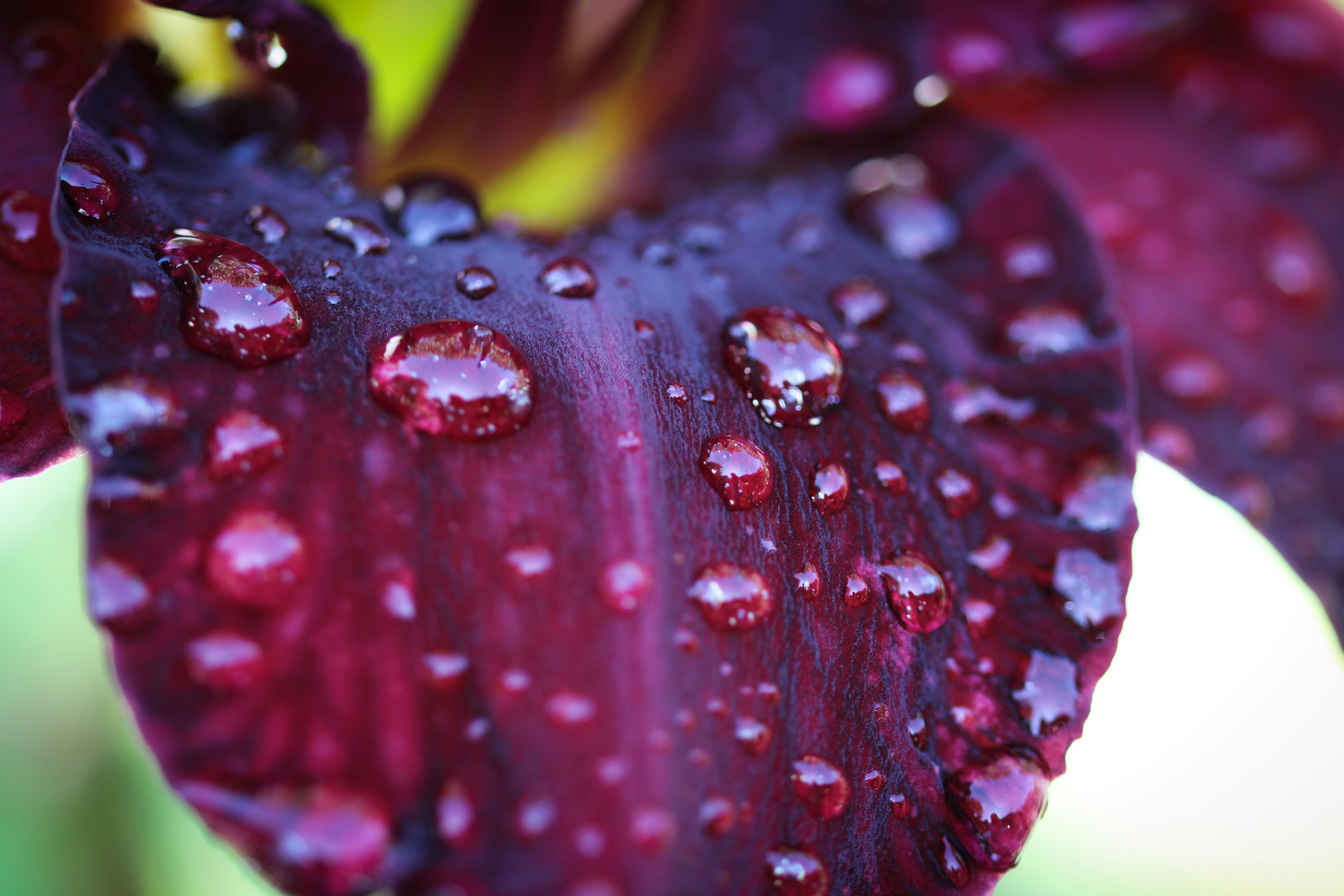 Photo by sz_nature_sky_macro