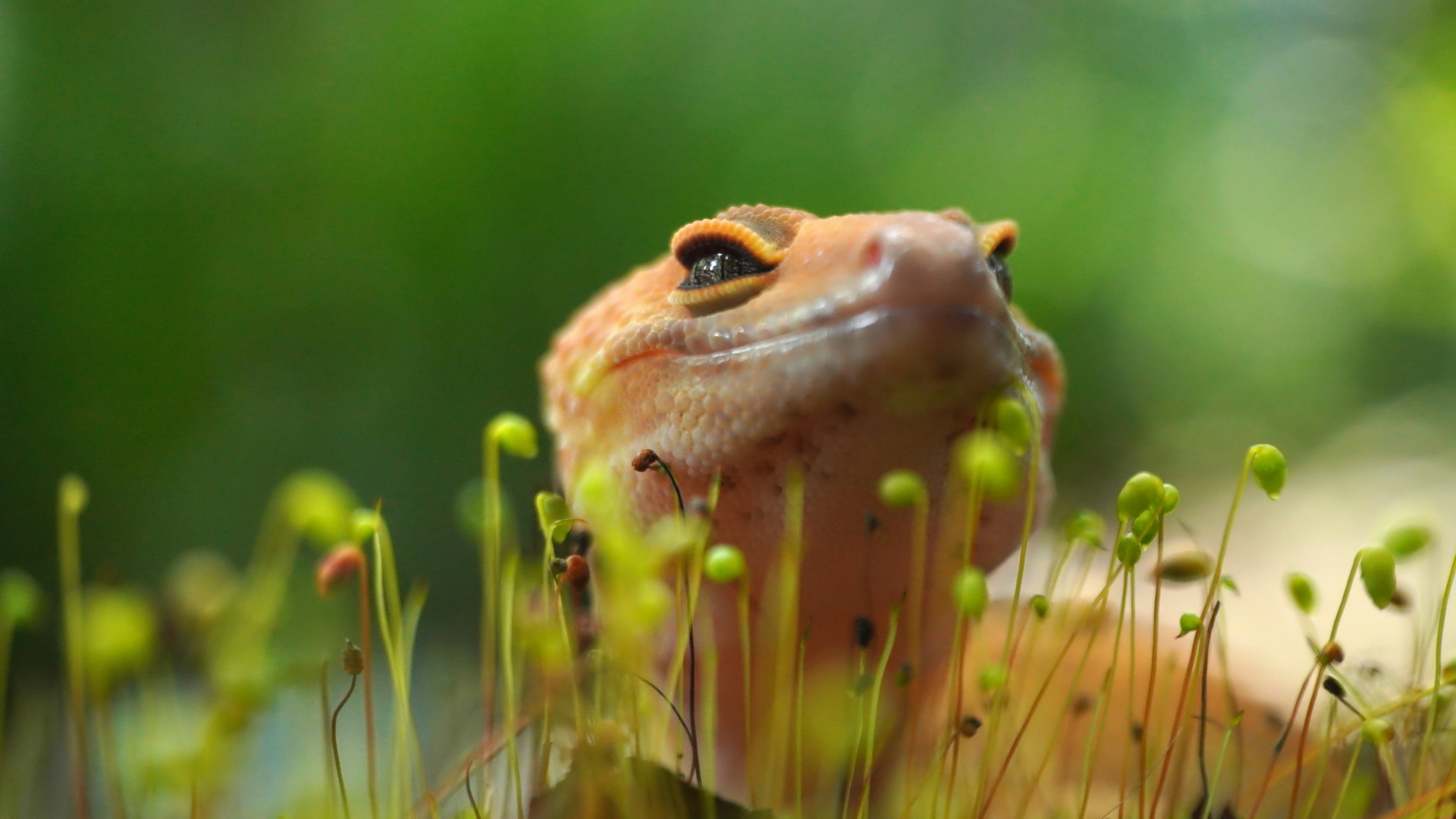 Geckos Aren&rsquo;t Always the Best Pet for Kids (image credits: unsplash)