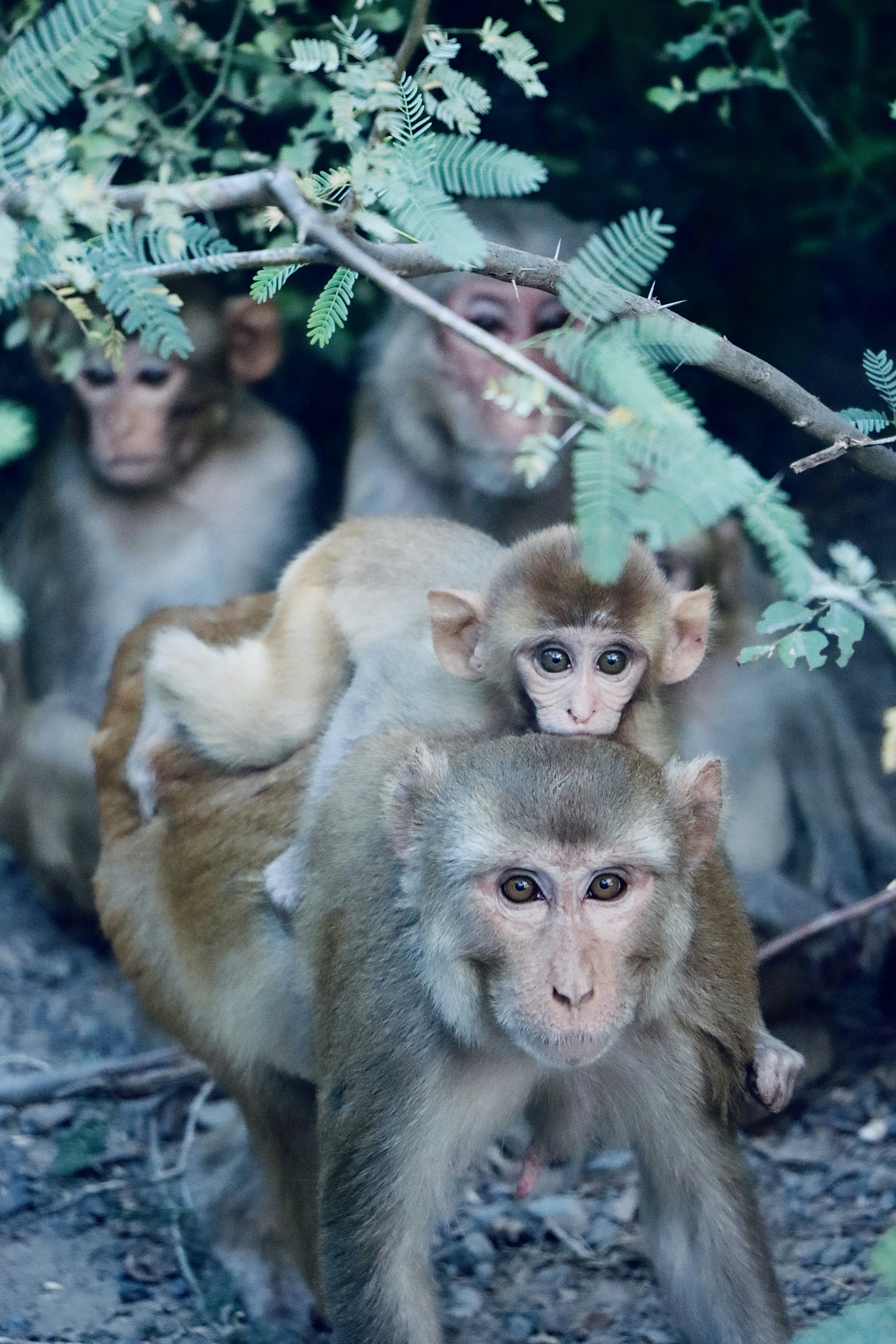 Un grupo de monos sentados en lo alto de un árbol