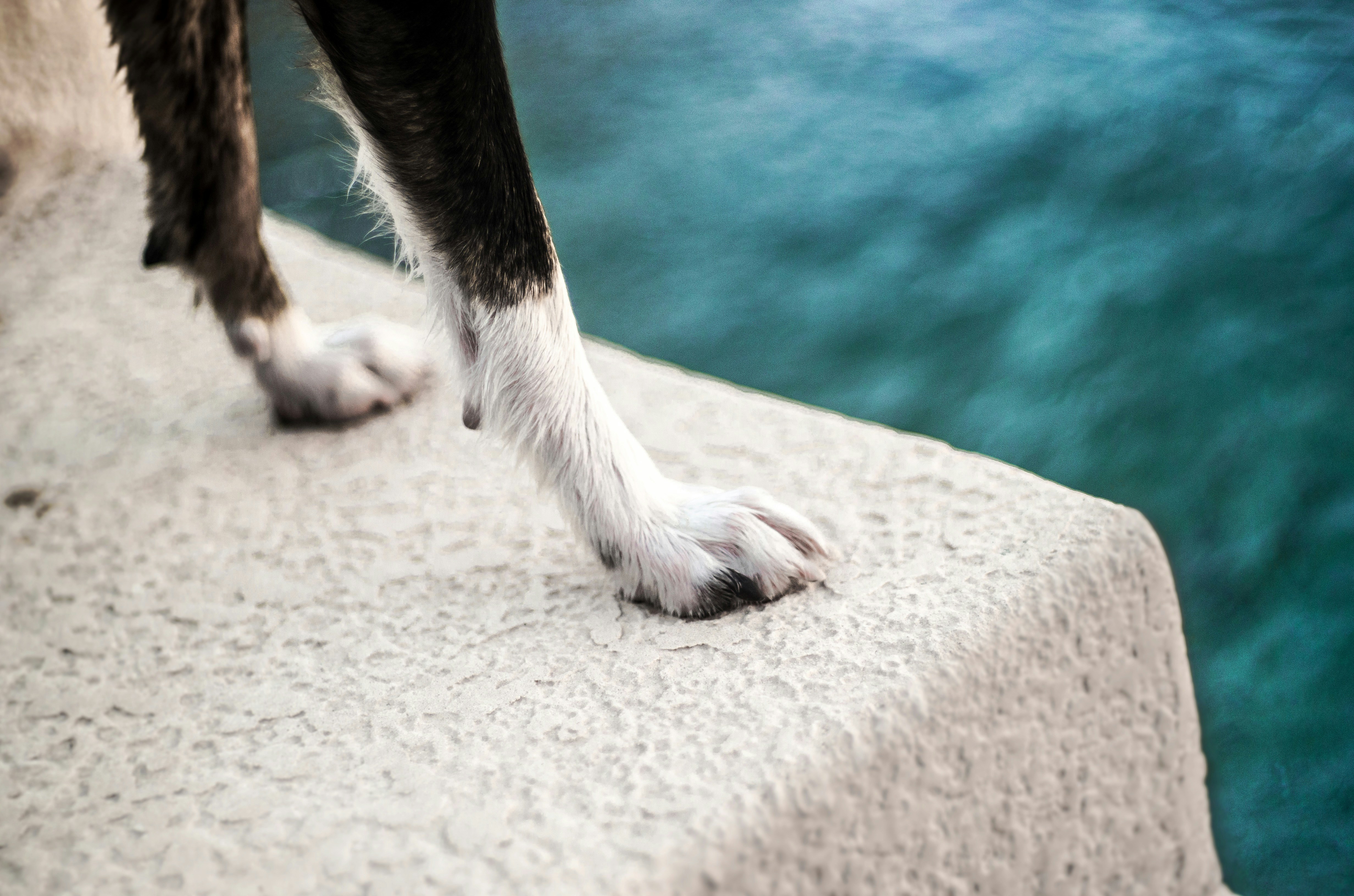 A black and white dog standing on top of a cement wall
