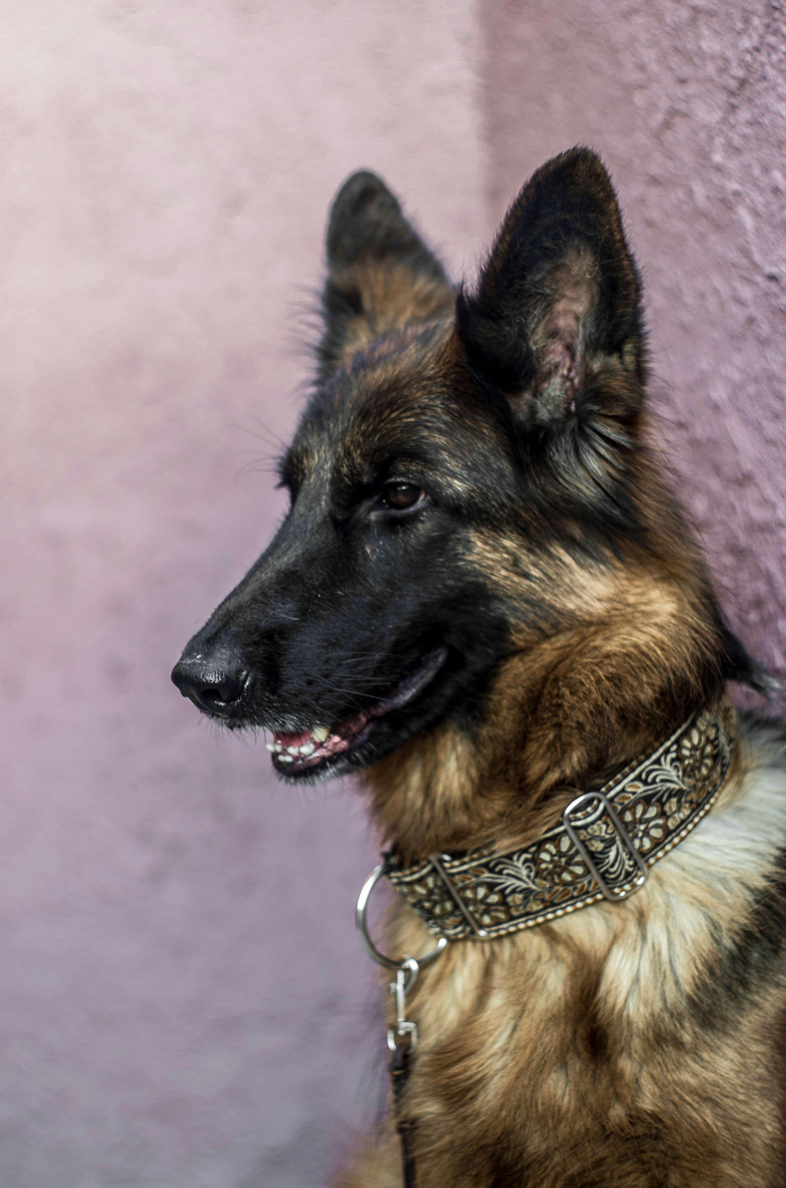 A brown and black dog sitting next to a purple wall