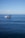A whale is jumping out of the water