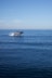 A whale is jumping out of the water