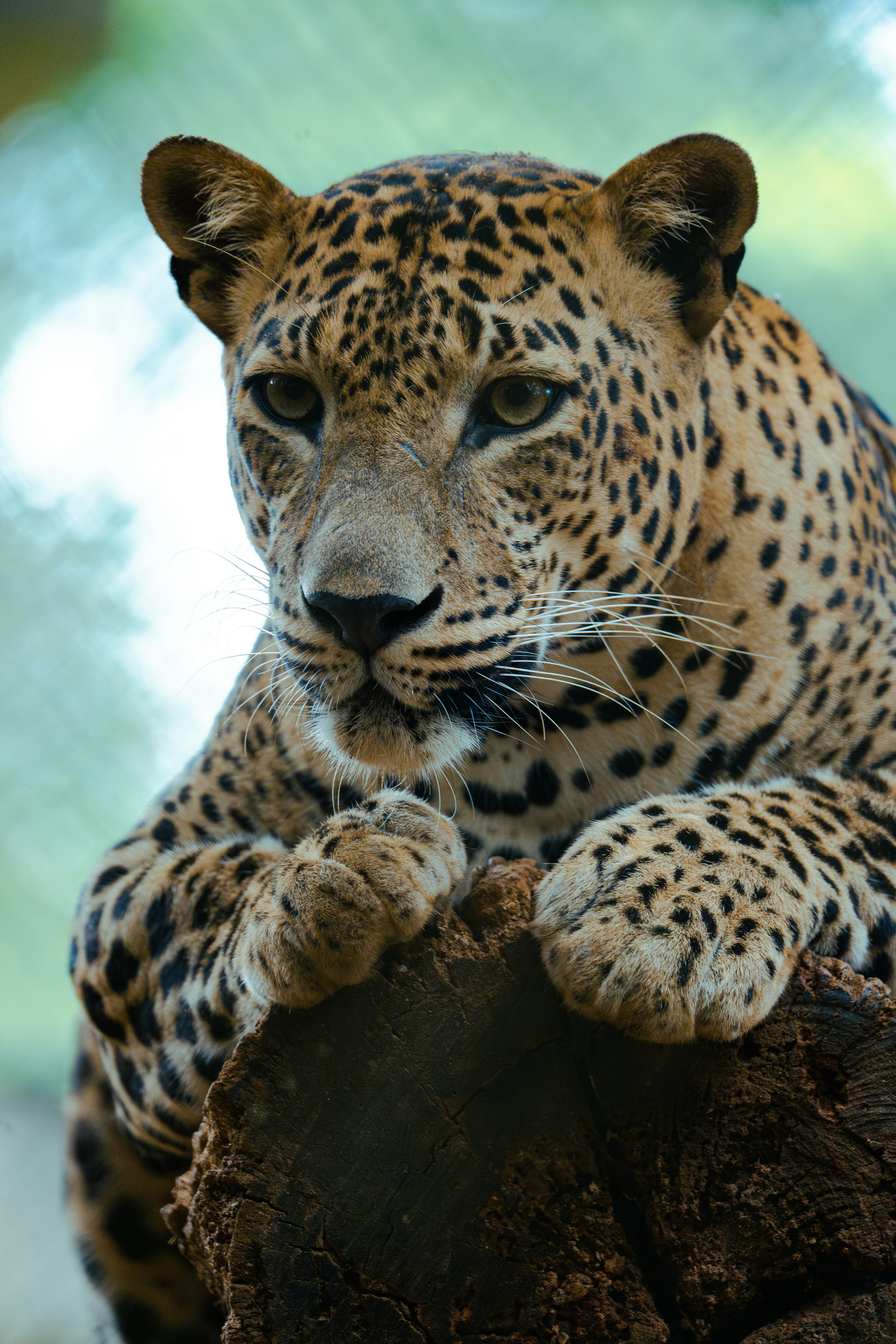 A leopard sitting on top of a tree stump