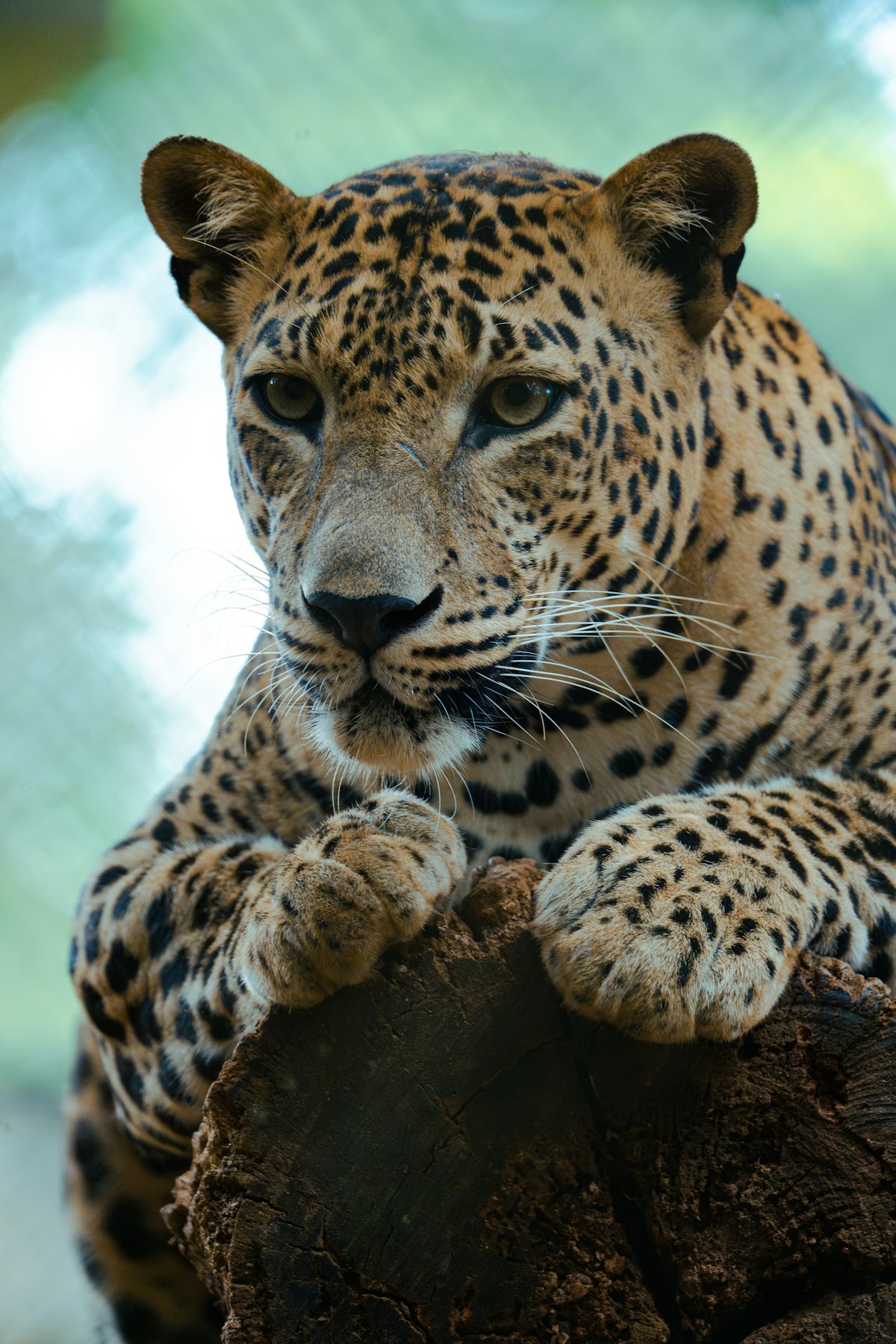 A Sri Lankan leopard resting in its natural habitat in Yala National Park